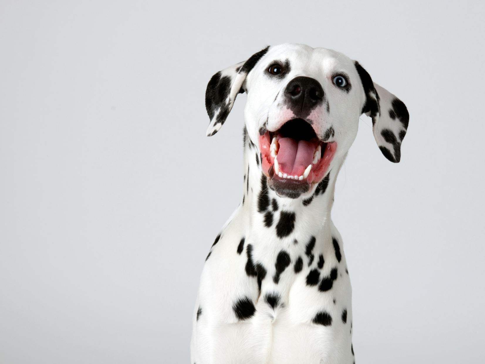dalmatien heureux
