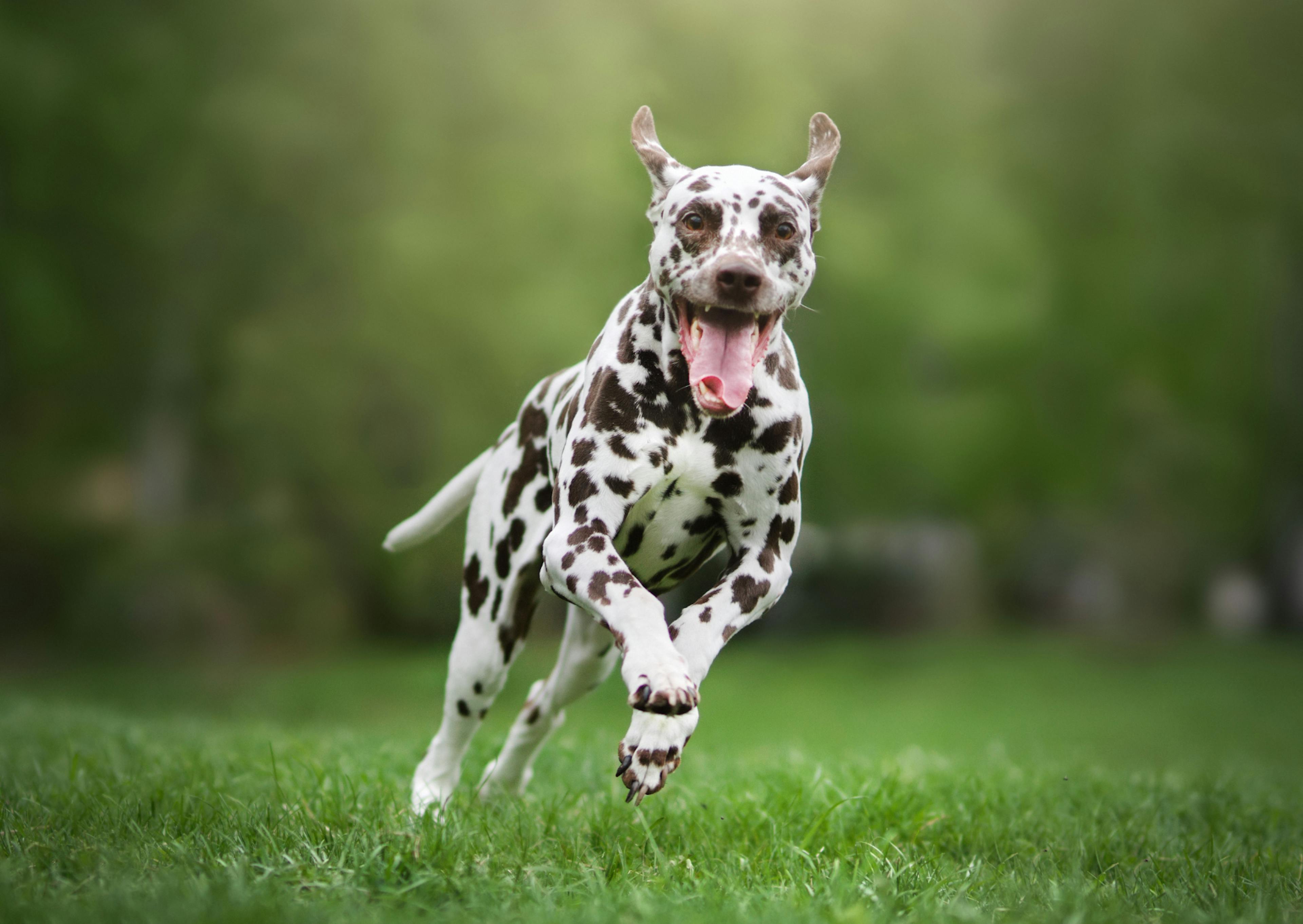 dalmatien qui court en tirant la langue