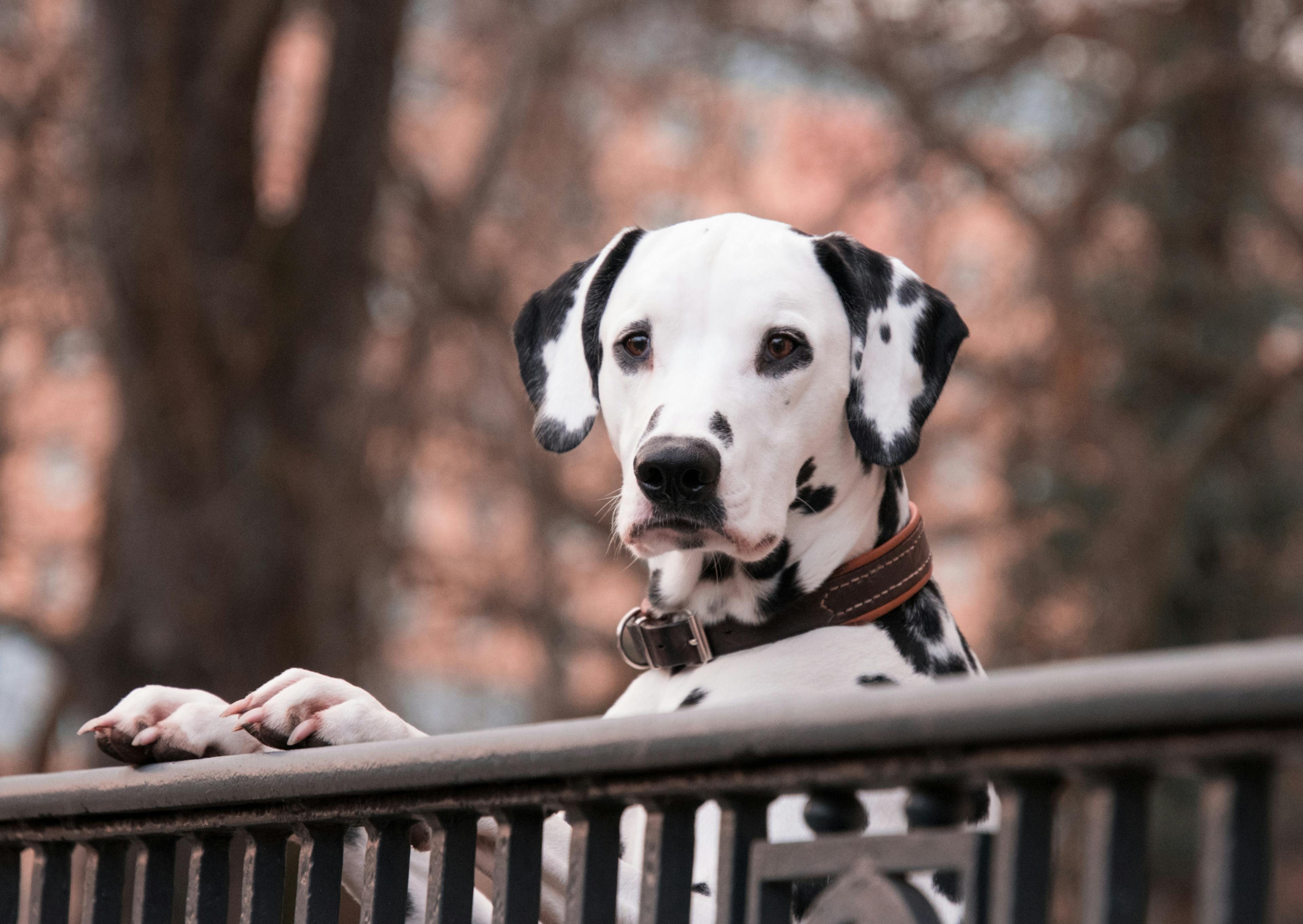 dalmatien curieux posé sur une barrière