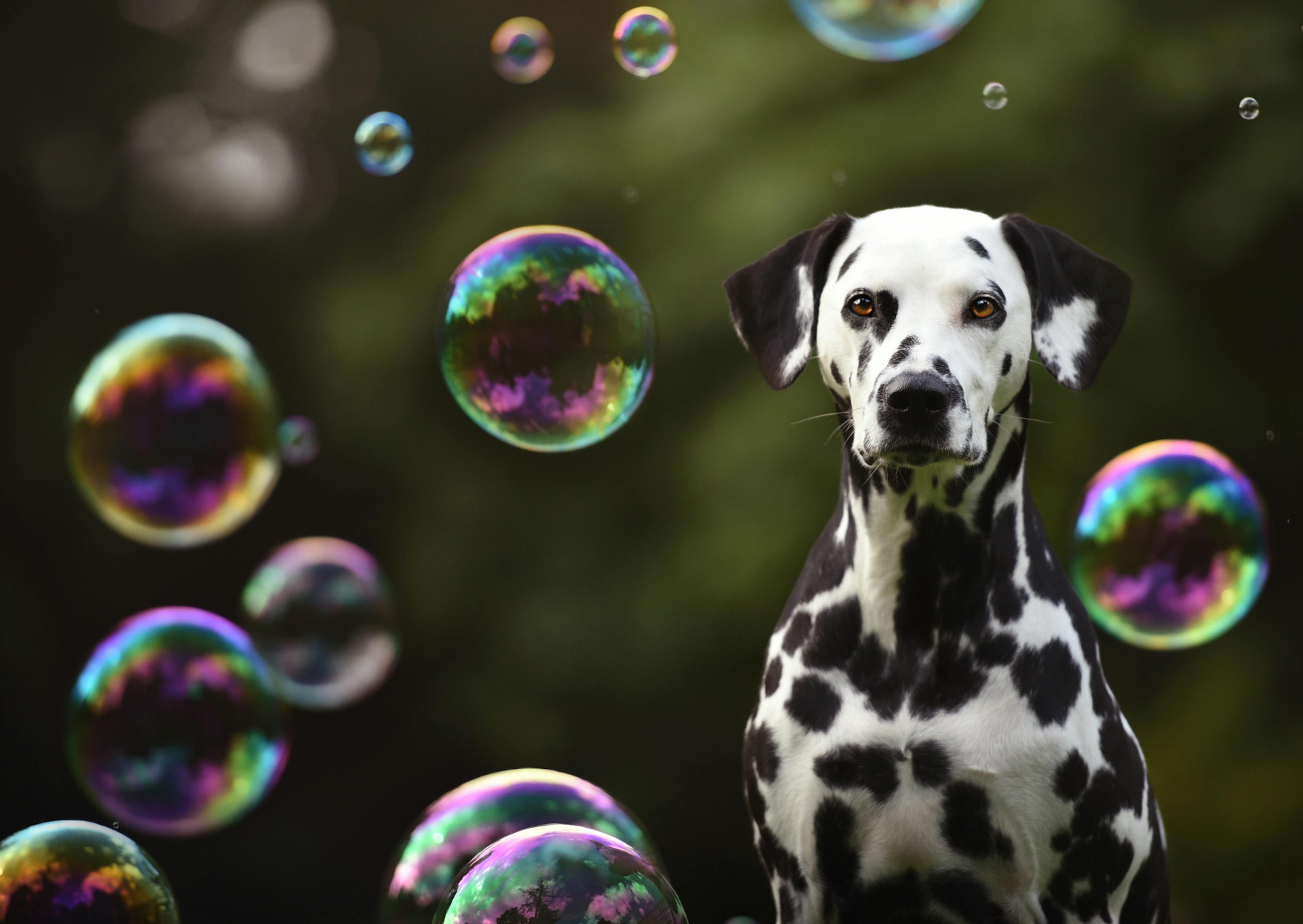 dalmatien assis avec des bulles de savon 