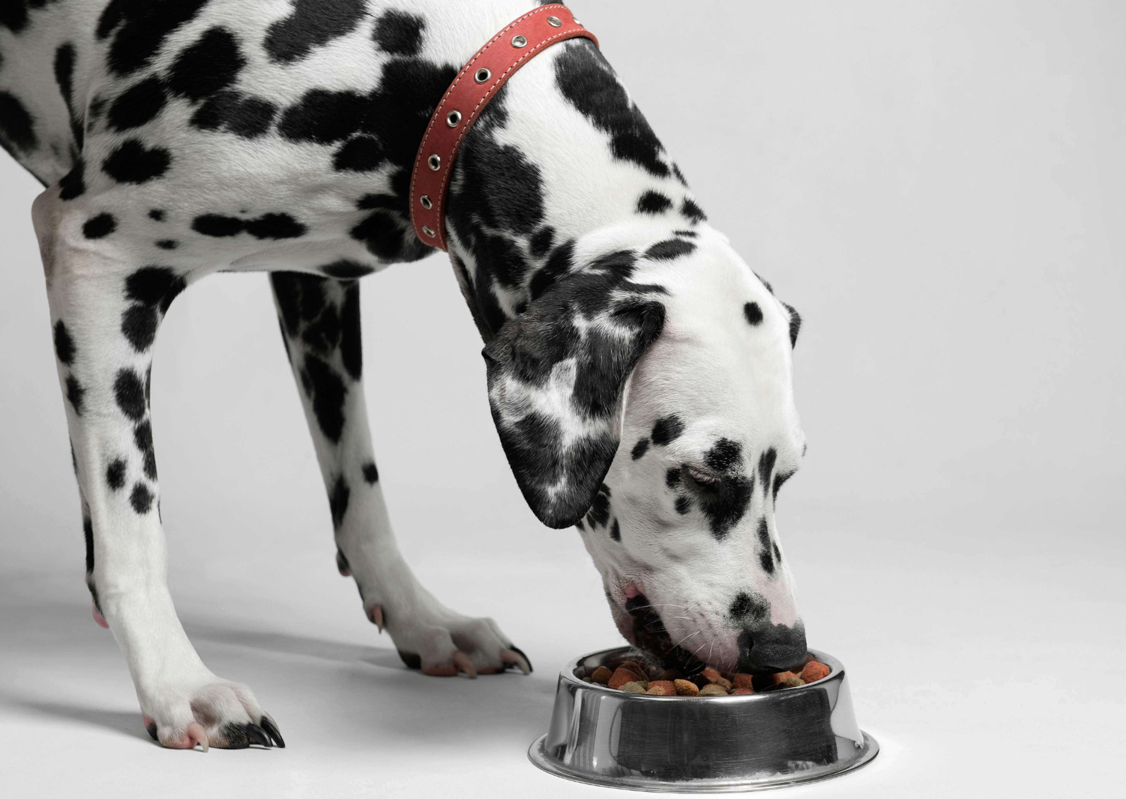 dalmatien qui mange ses croquetets dans sa gamelle