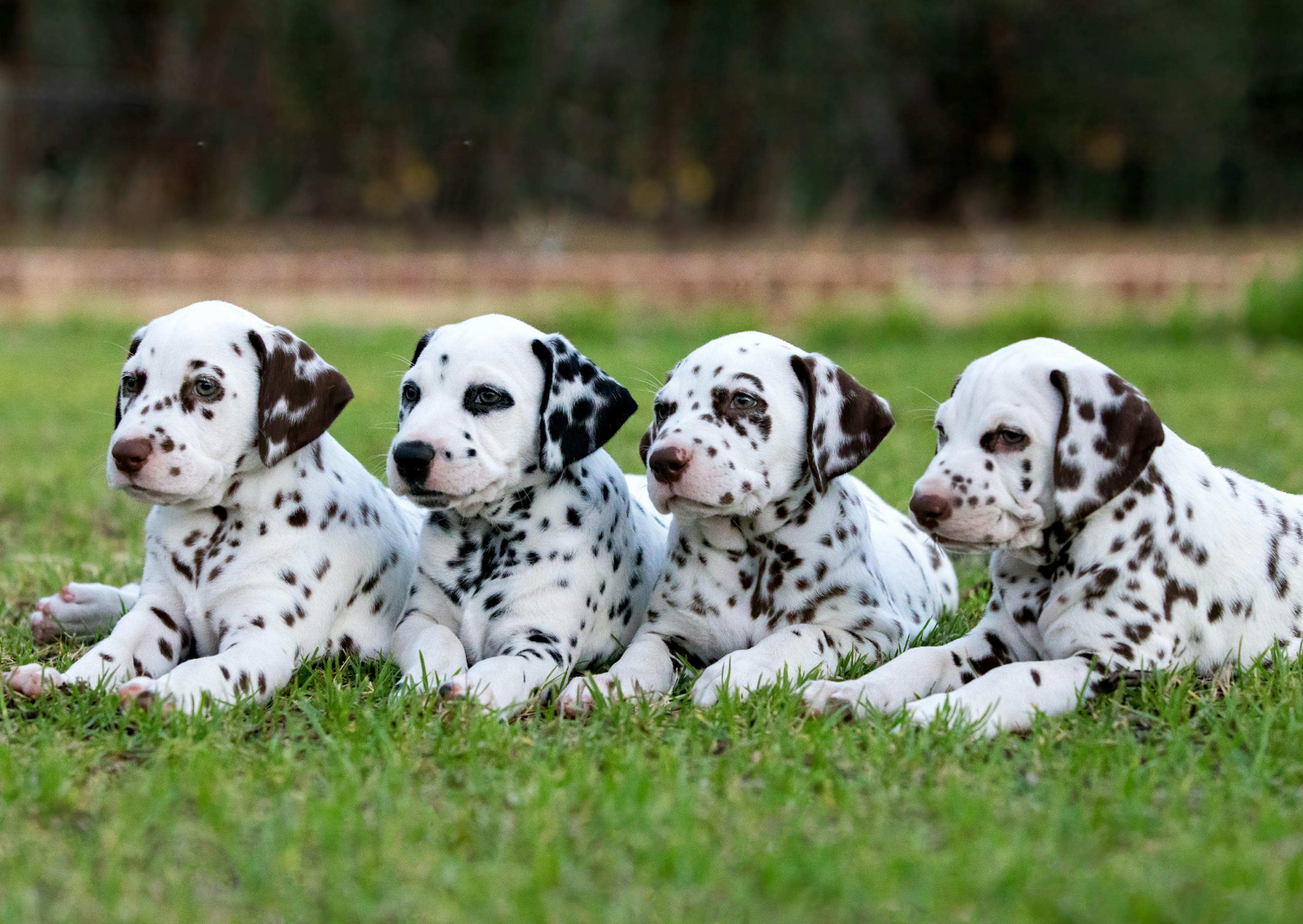 4 chiots attentifs et curieux dans l'herbe