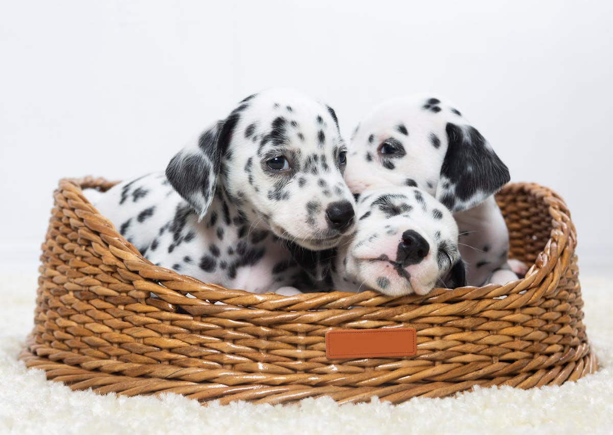 3 chiots dans un panier en osier