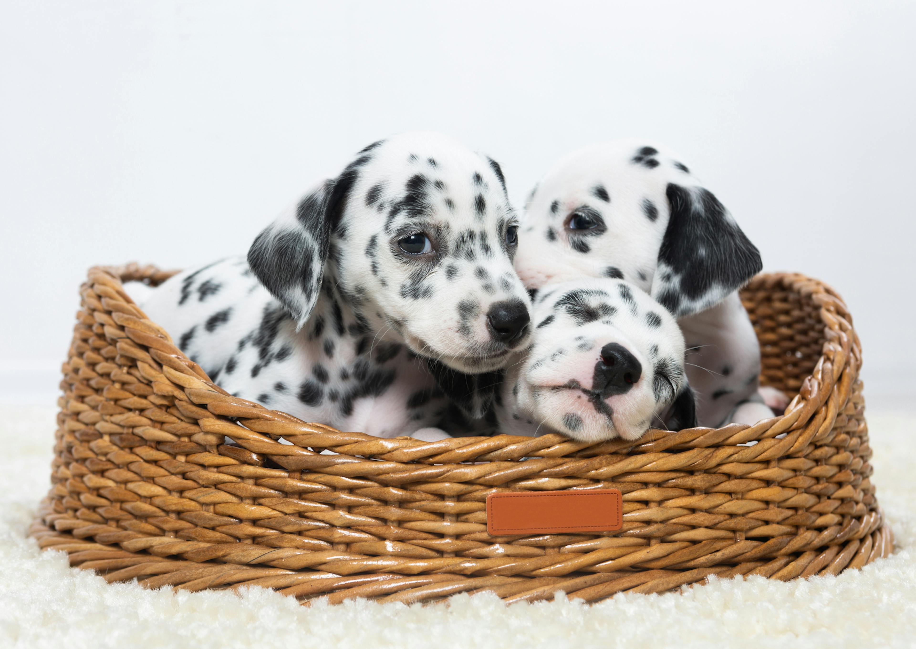 3 chiots dans un panier en osier