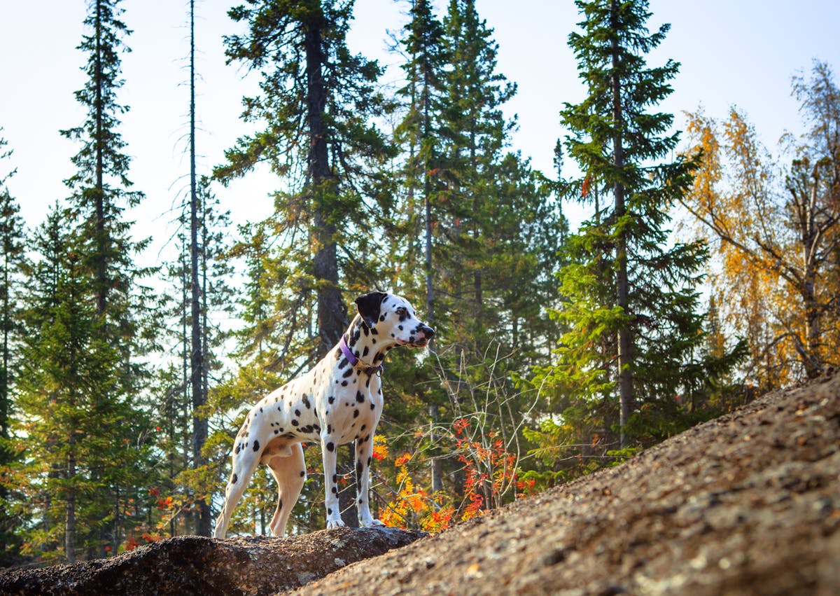 jeune dalmatien curieux au milieu de la forêt