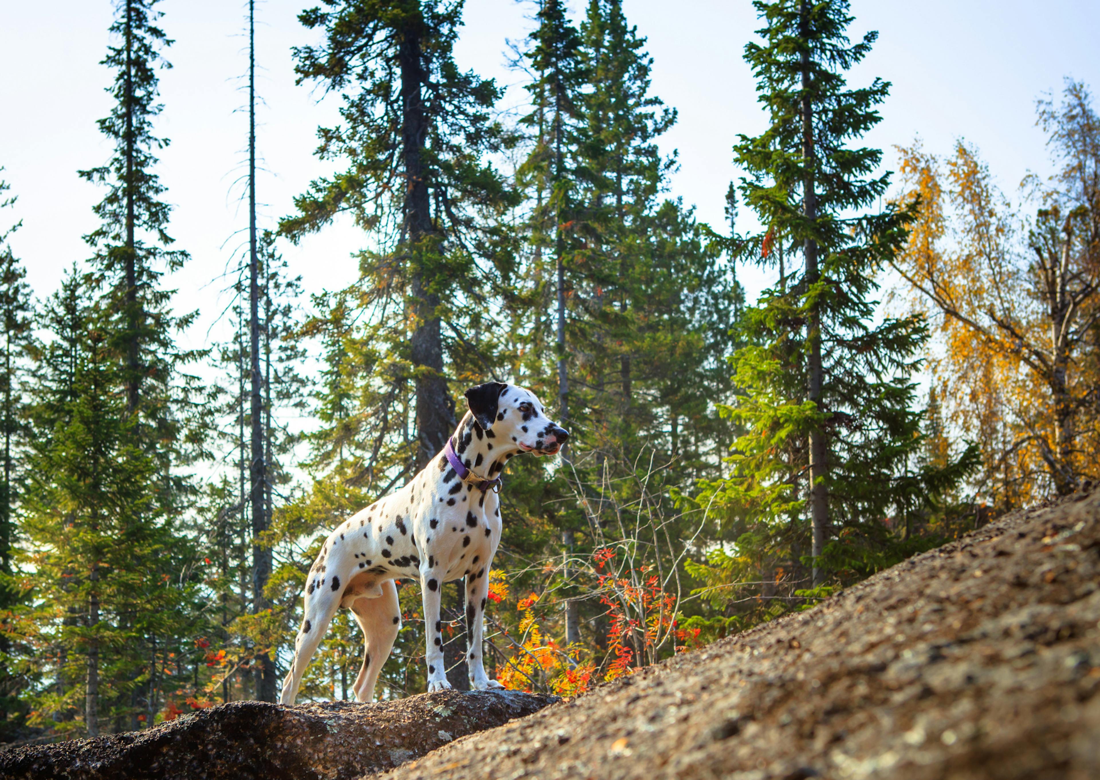 jeune dalmatien curieux au milieu de la forêt 