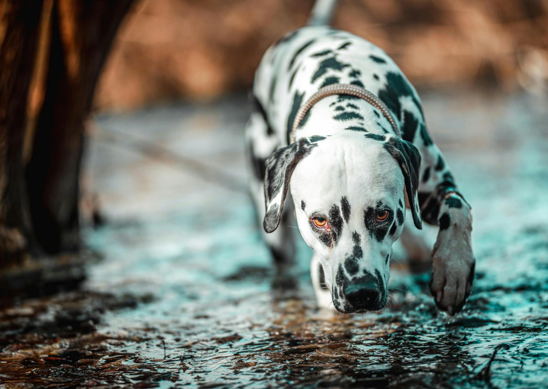 dalmatien qui boit de l'eau dans un lac