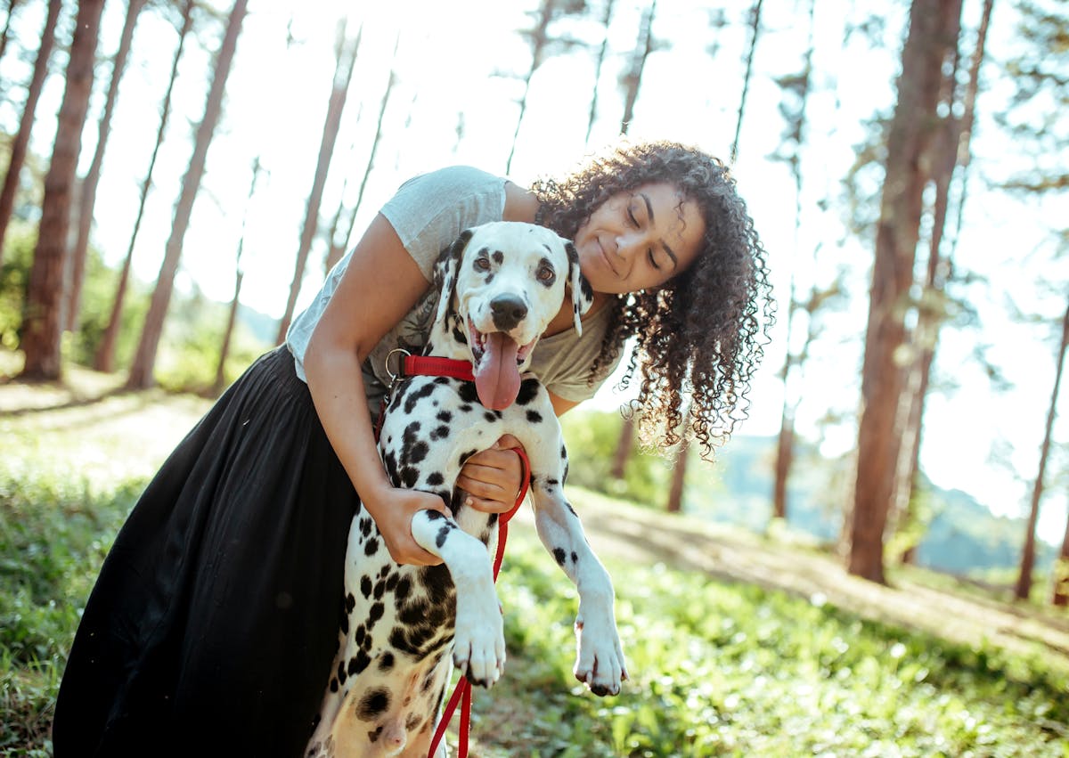 dalmatien avec sa maitresse heureux