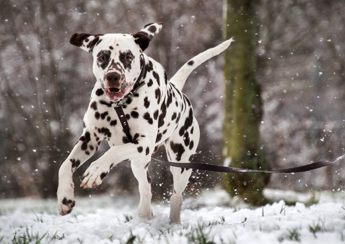 dalmatien qui court dans la neige dans la forêt