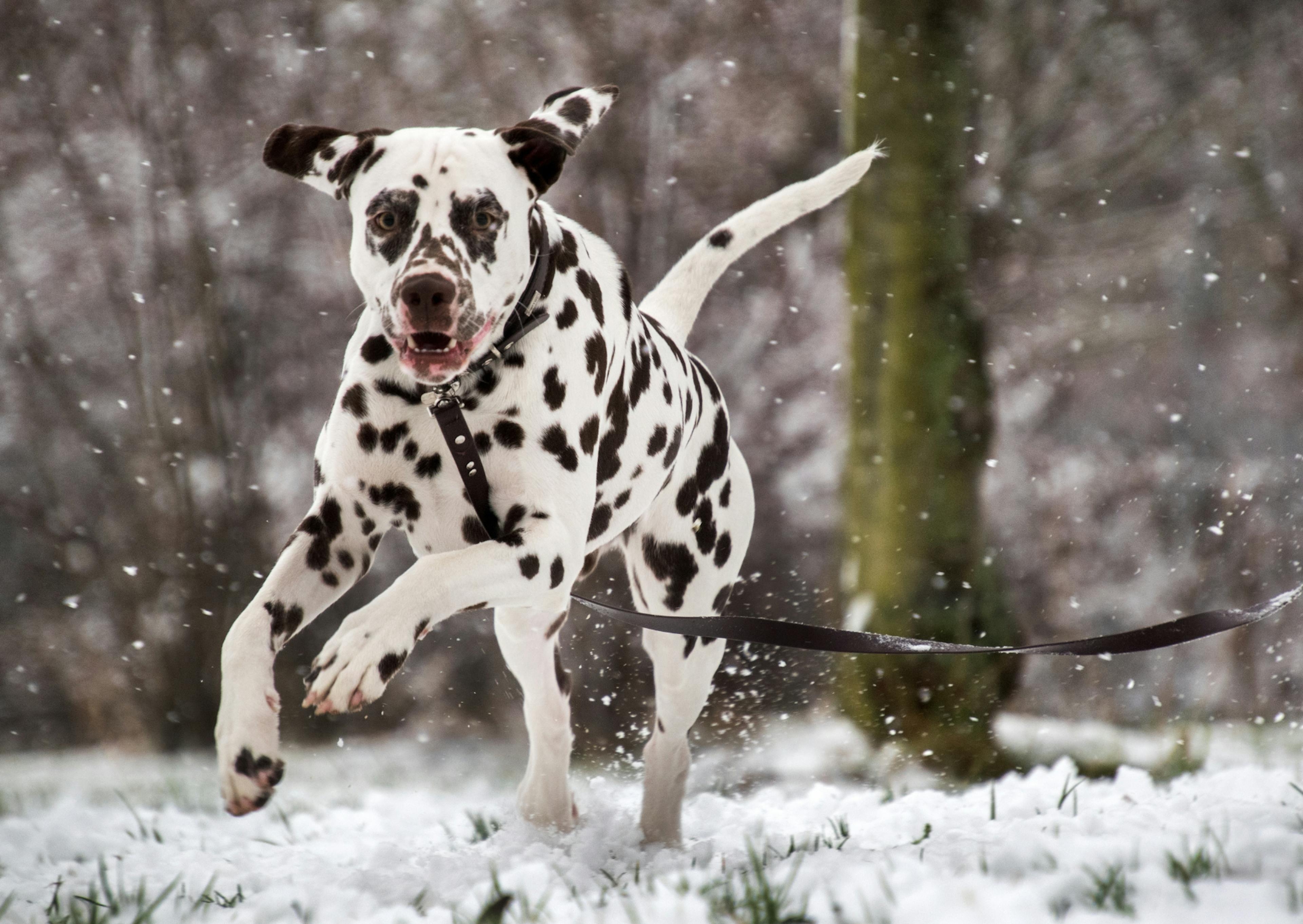 dalmatien qui court dans la neige dans la forêt 