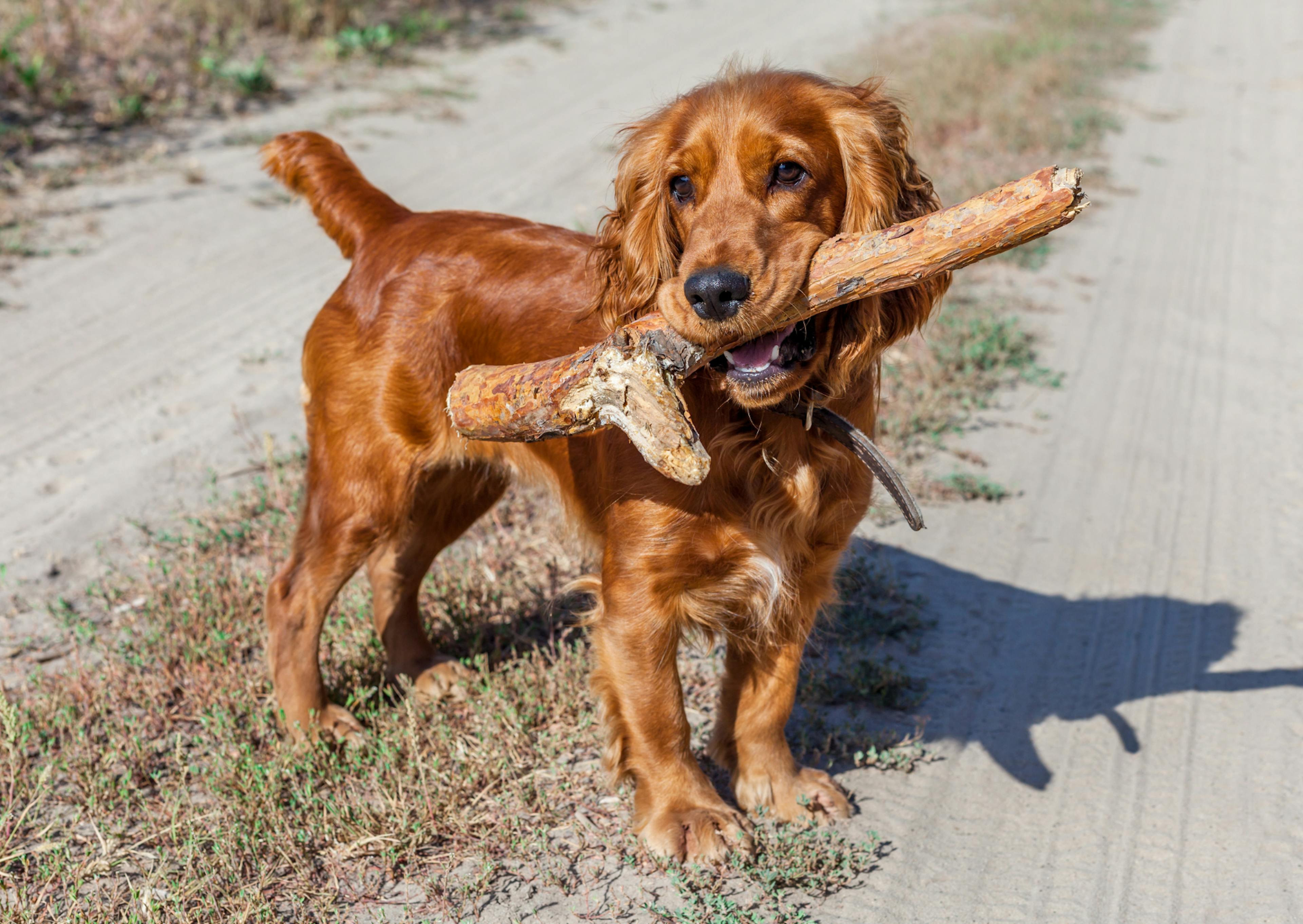 chien avec son baton dans le gueule