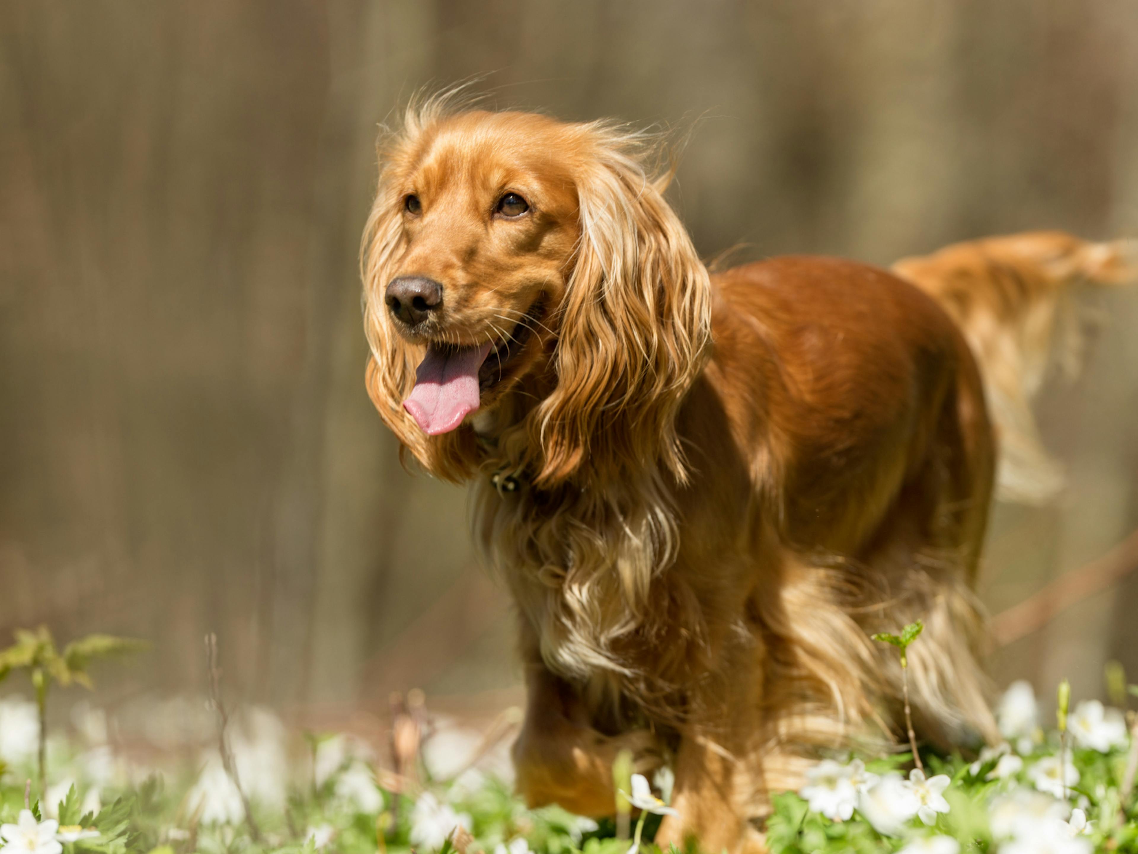 chien qui court dans l'herbe en tirant la langue 