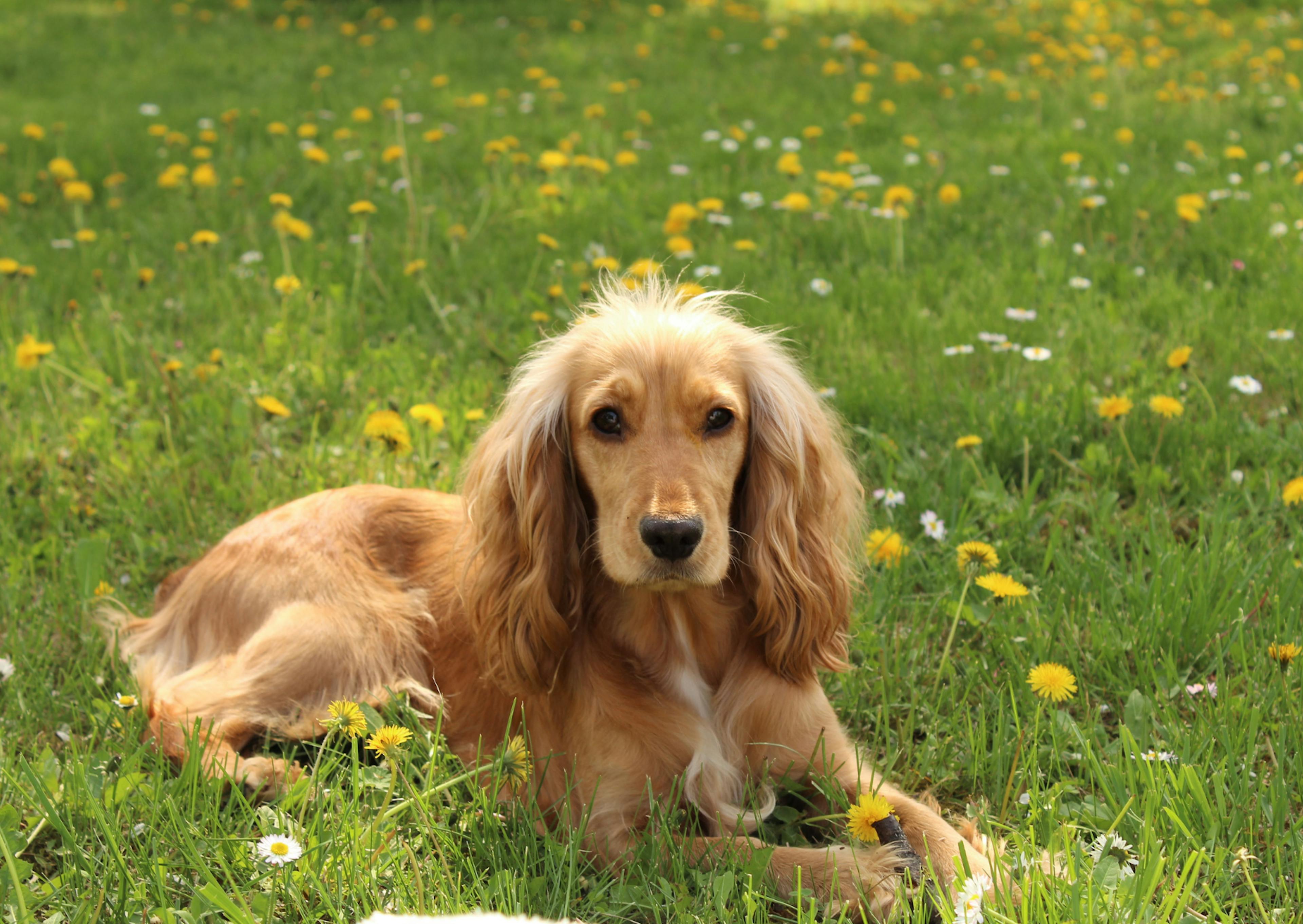 Cocker couché dans l'herbe attentif