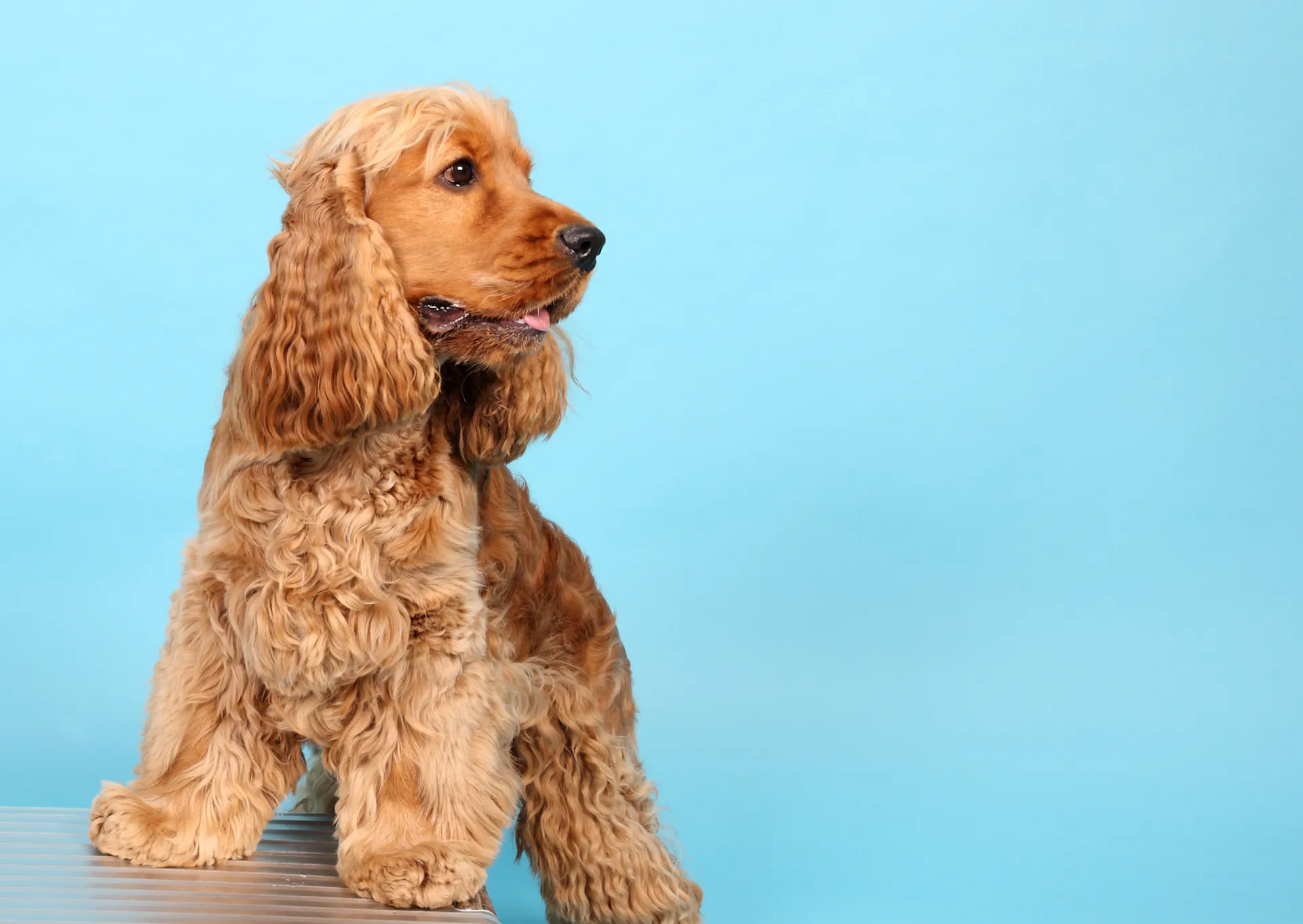Cocker Spaniel : Caractère, santé, éducation, prix et alimentation