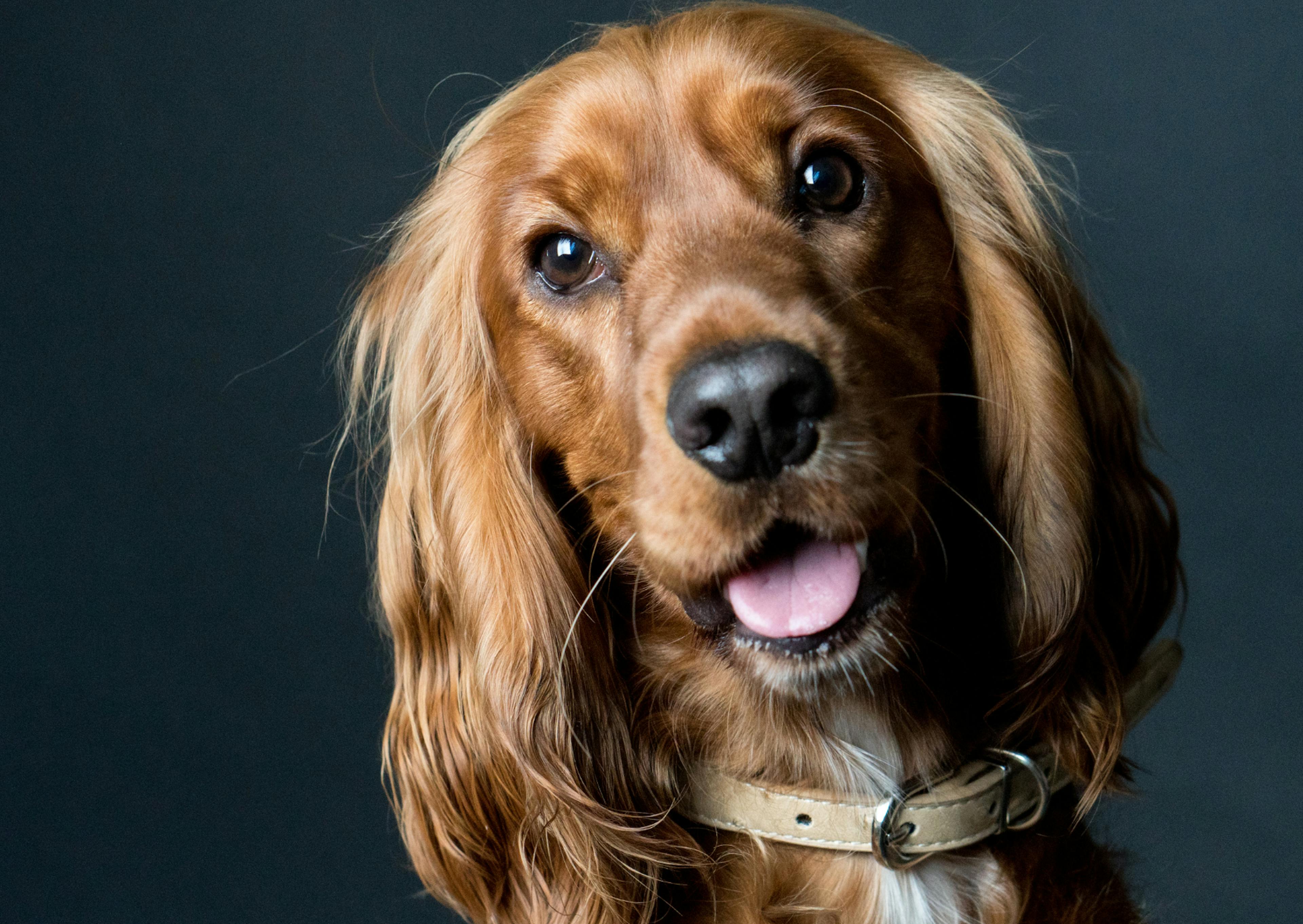 chien qui regarde l'objectif qui tire la langue