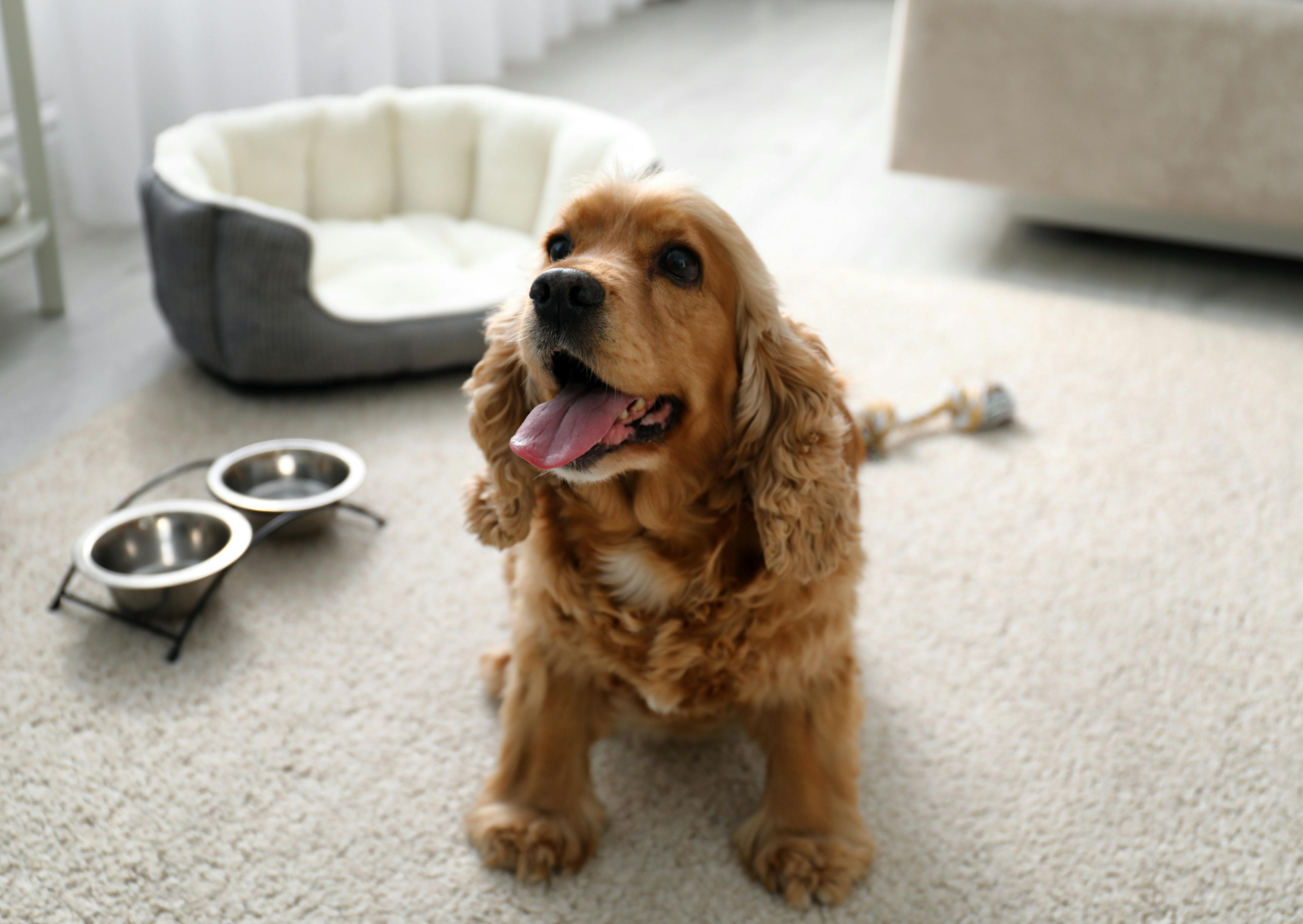 chien qui tire la langue avec sa gamelle et son dodo à côté 