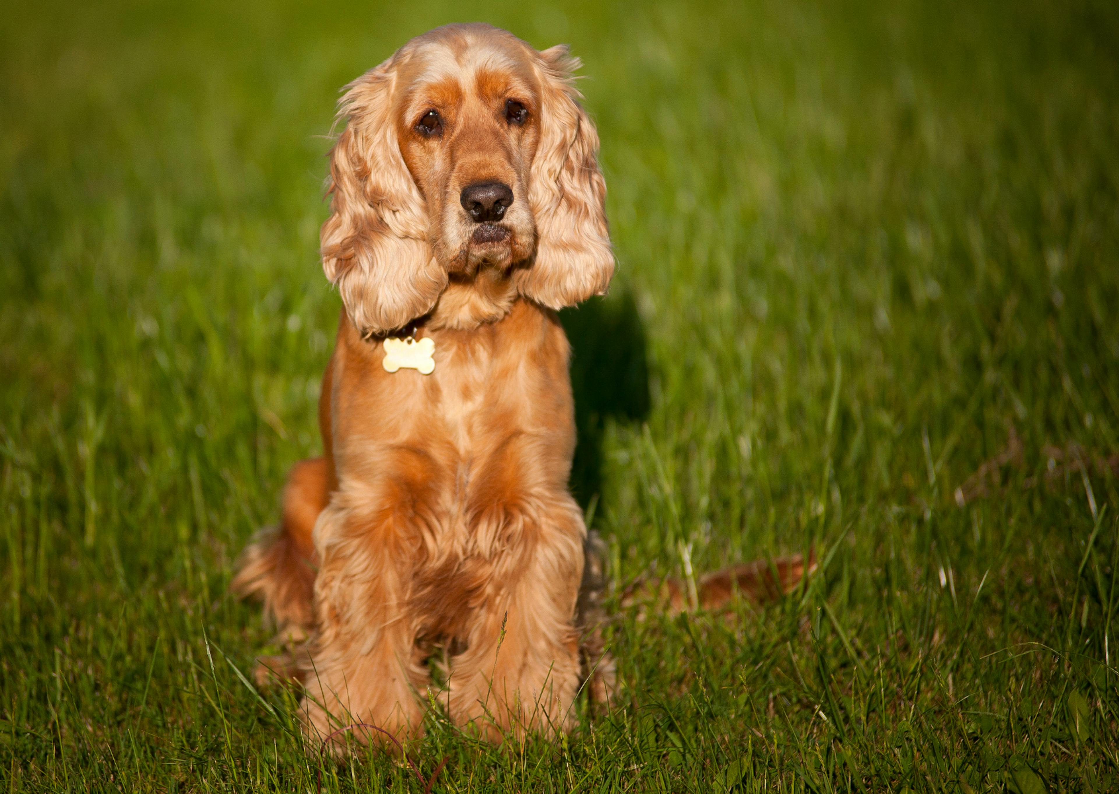 cocker curieux la l'herbe 