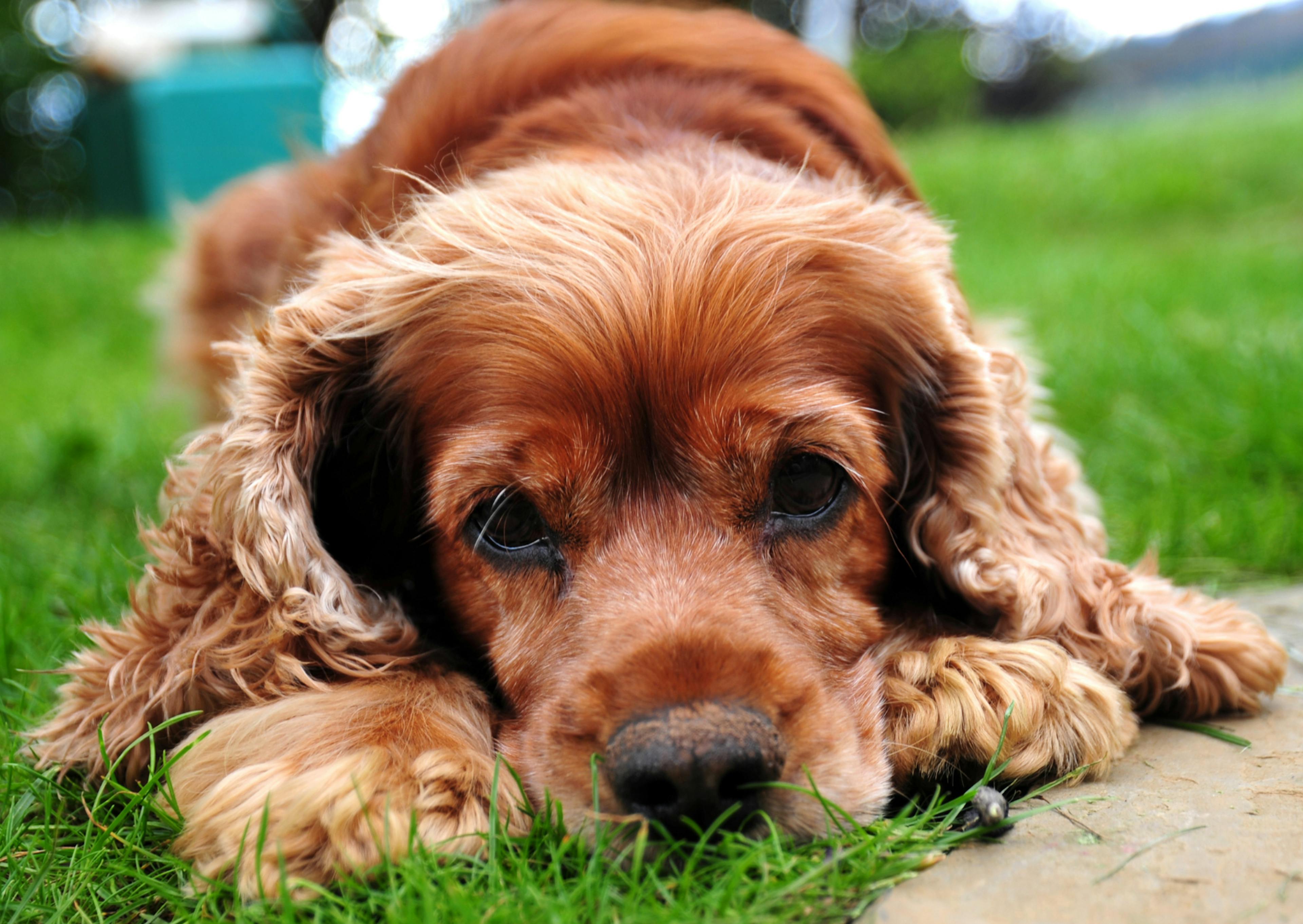 chien couché qui regarde l'objectif