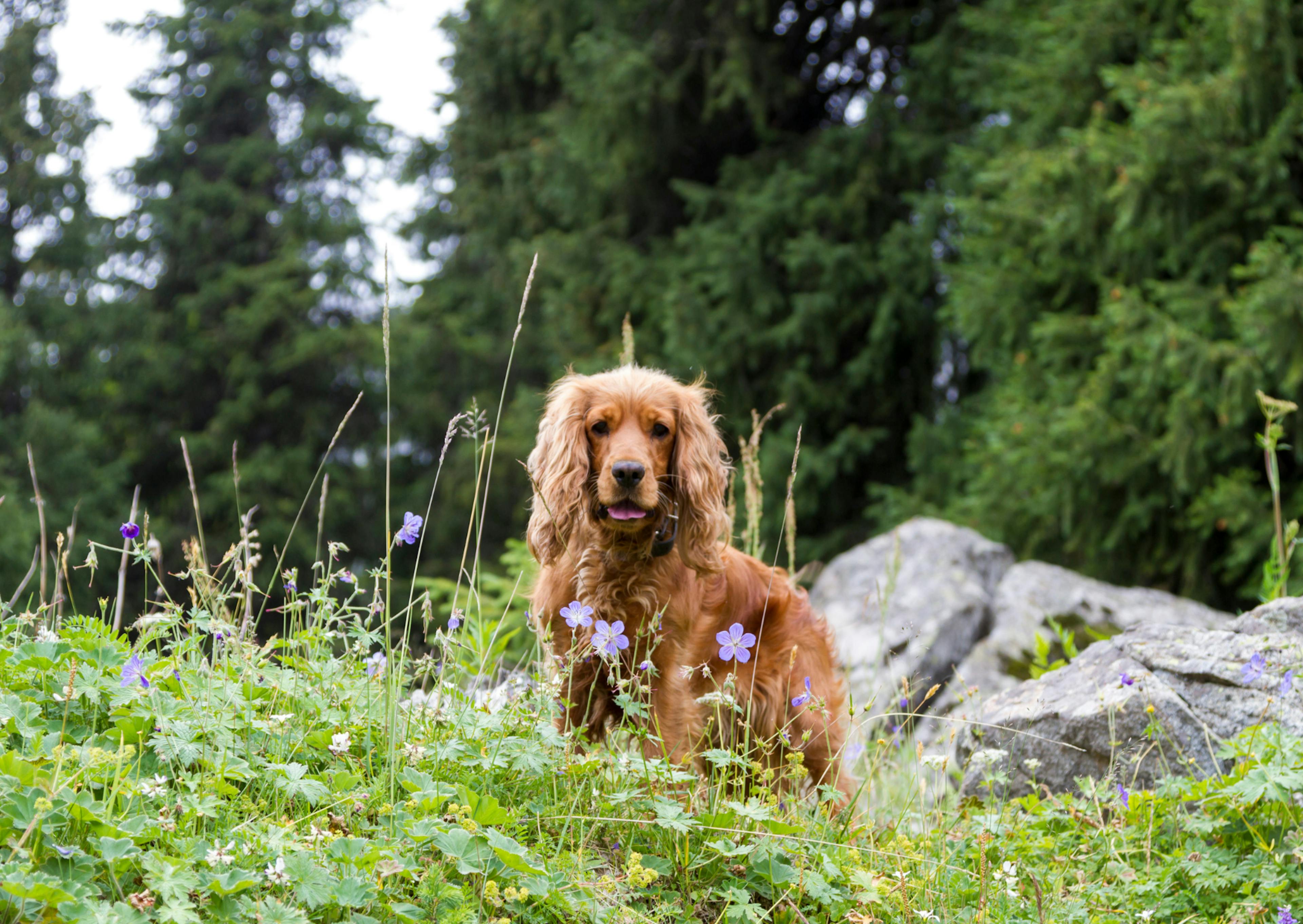 cocker assis dans l'herbe curieux