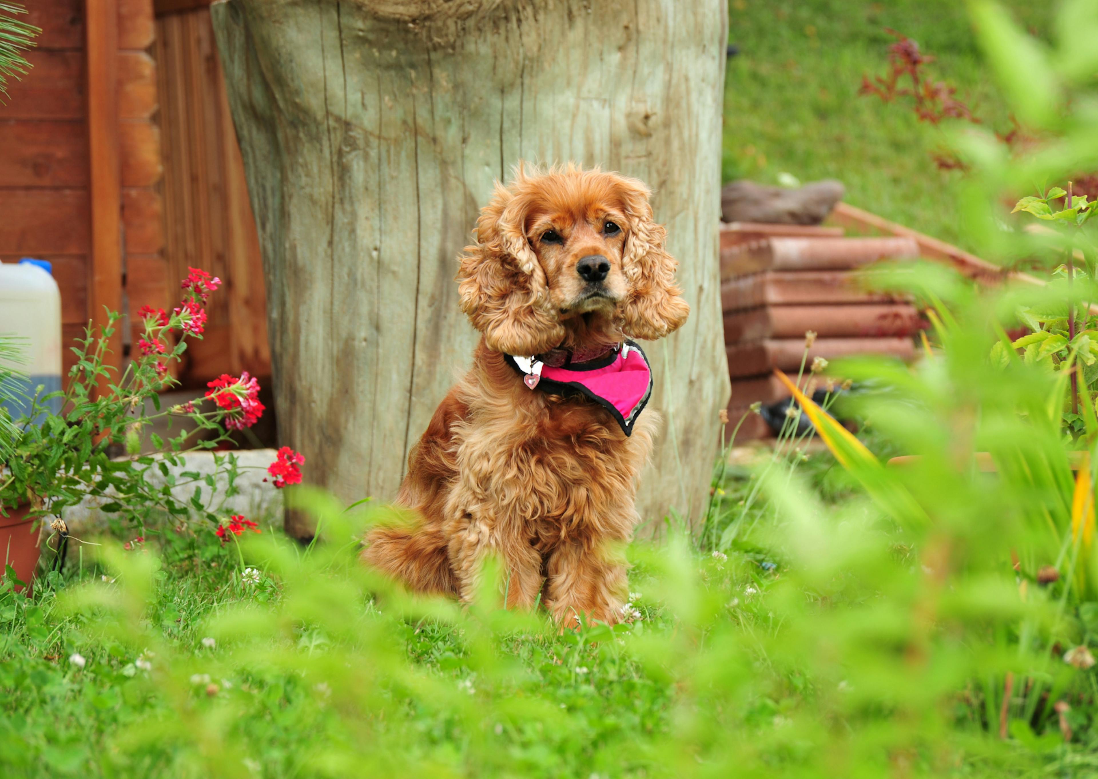 cocker assis dans l'herbe avec un bandana rose