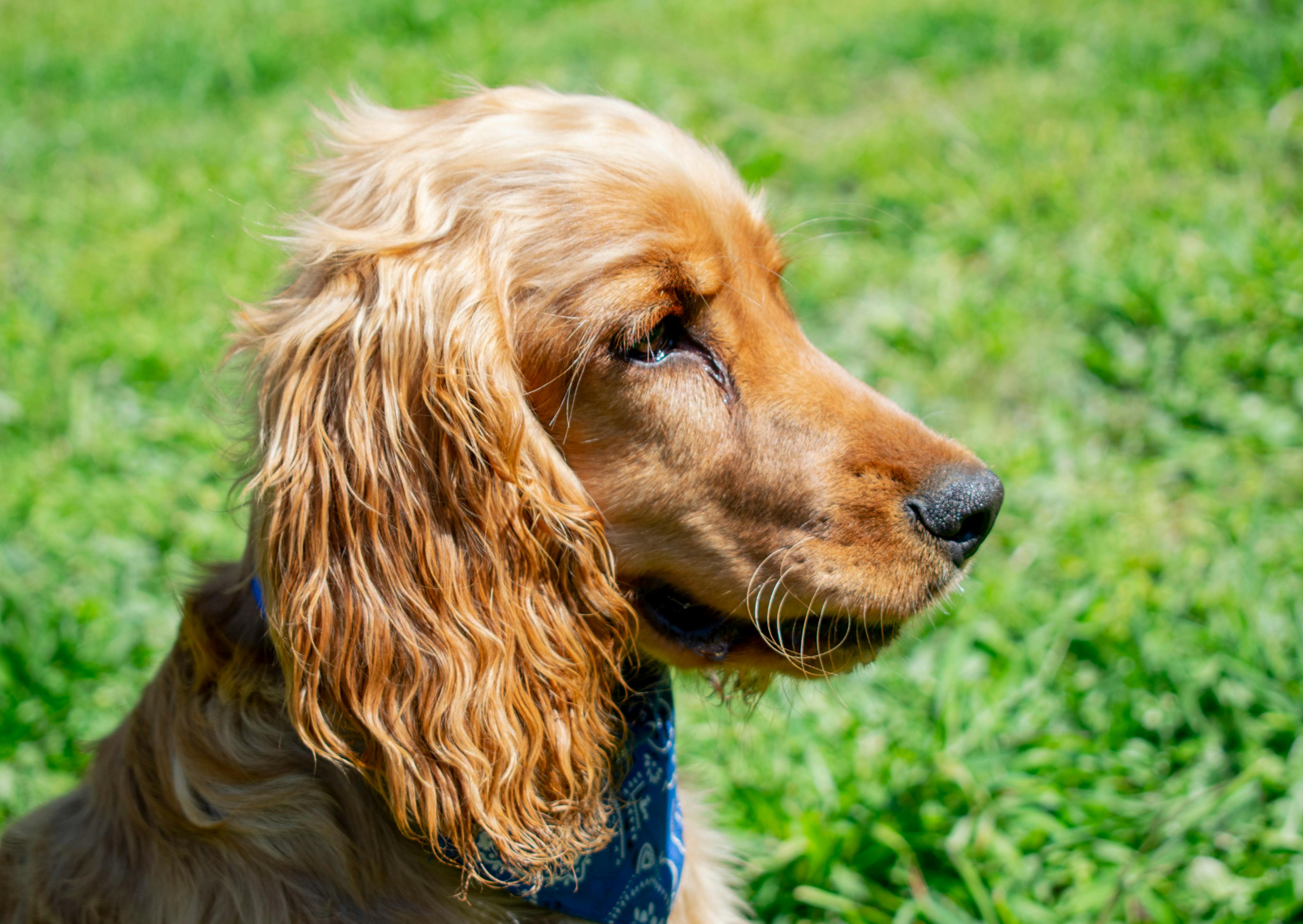 cocker curieux qui regarde au loin