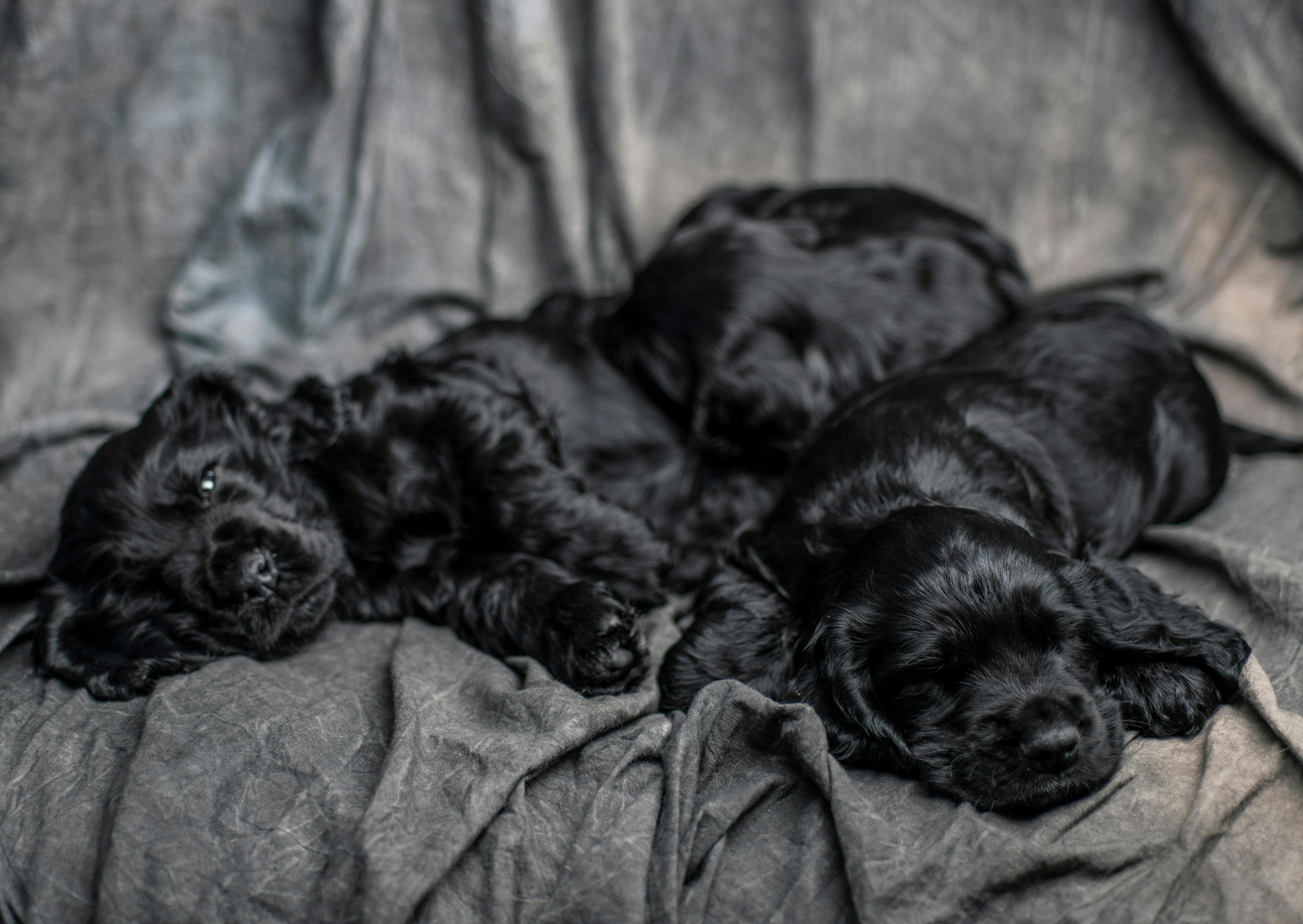 deux chiots cocker noires endormies dans un panier 