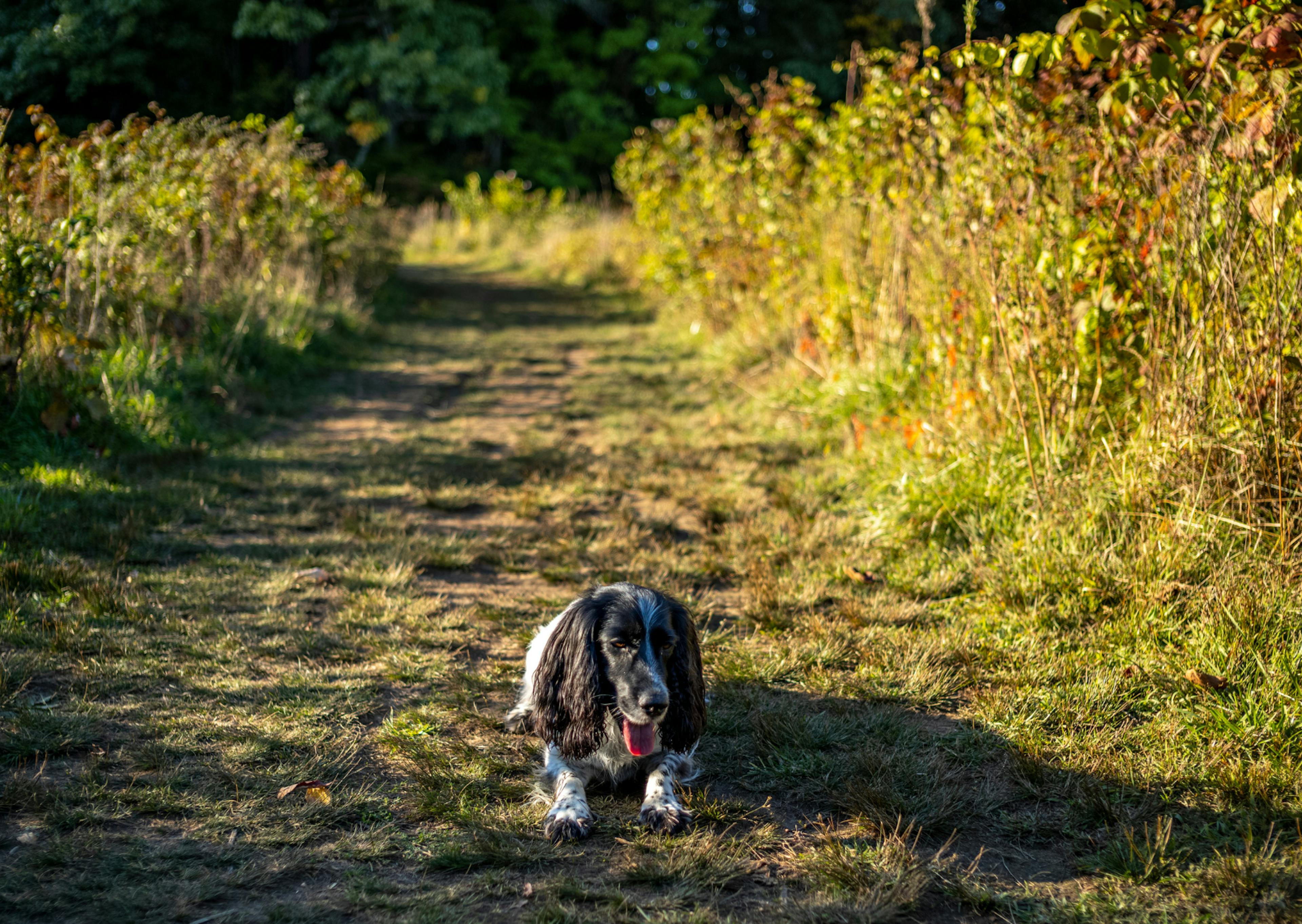 cocker couché dans la nature