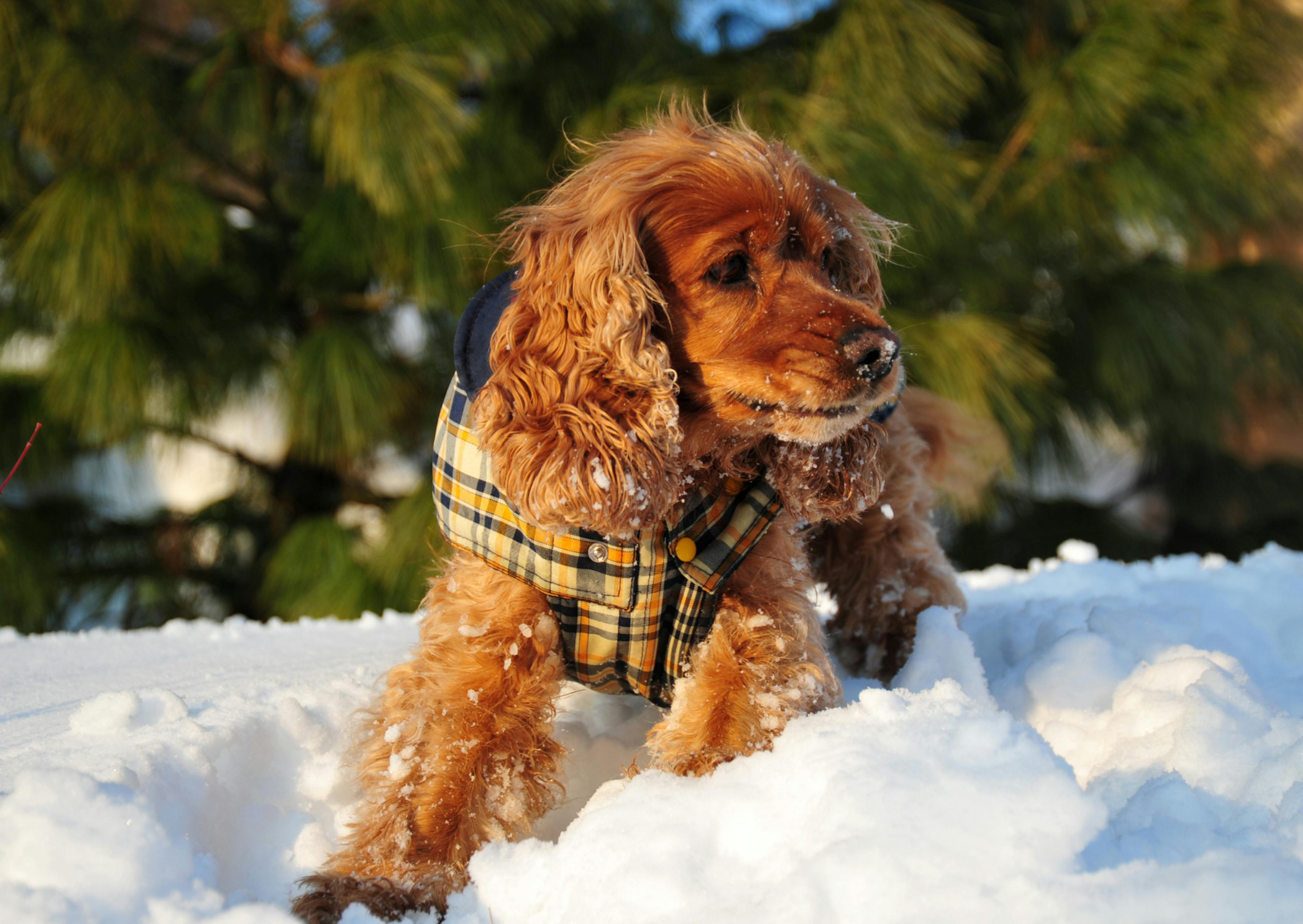 cocker dans la neige avec un gilet