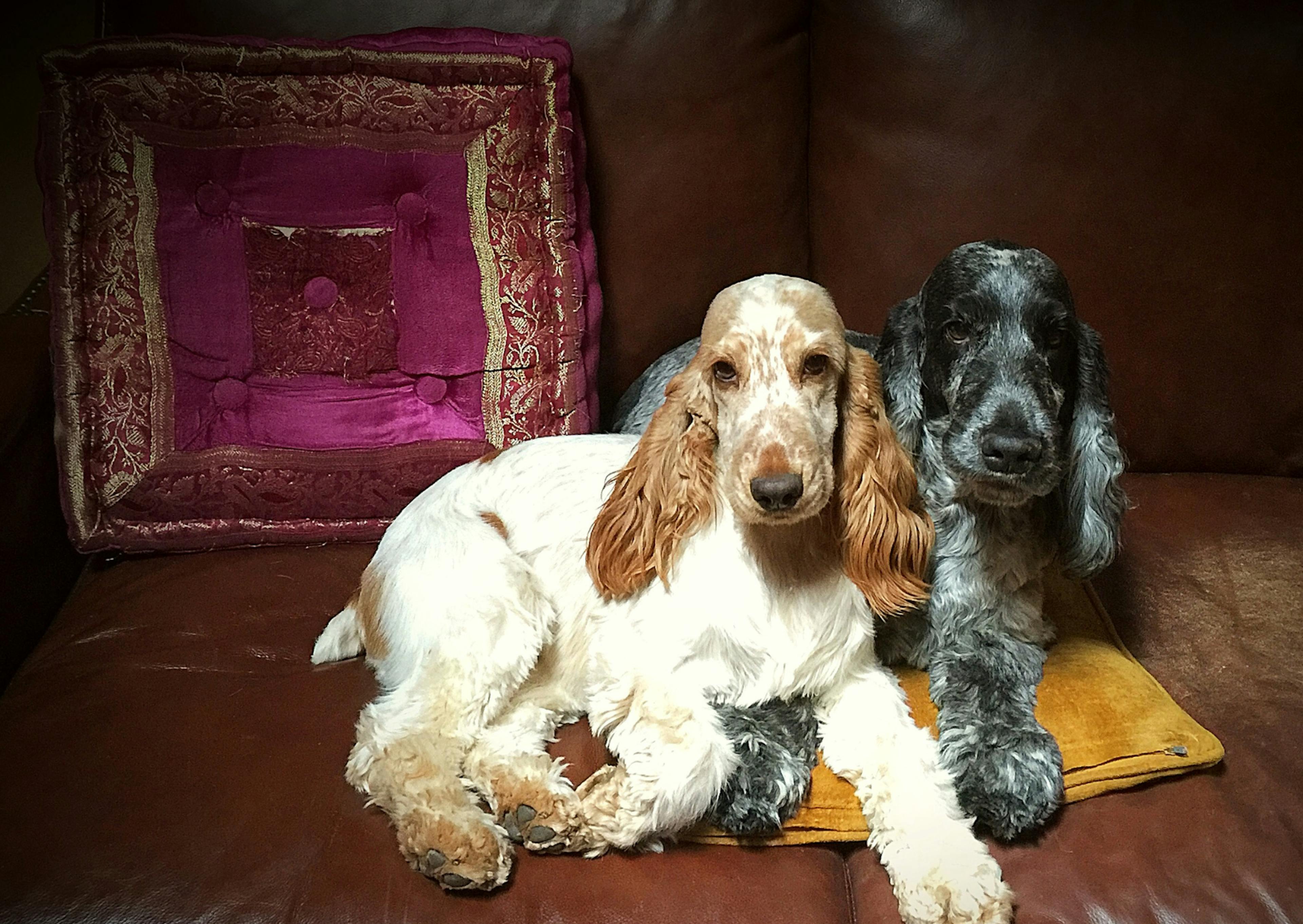 deux cocker un blanc et un noir couchés