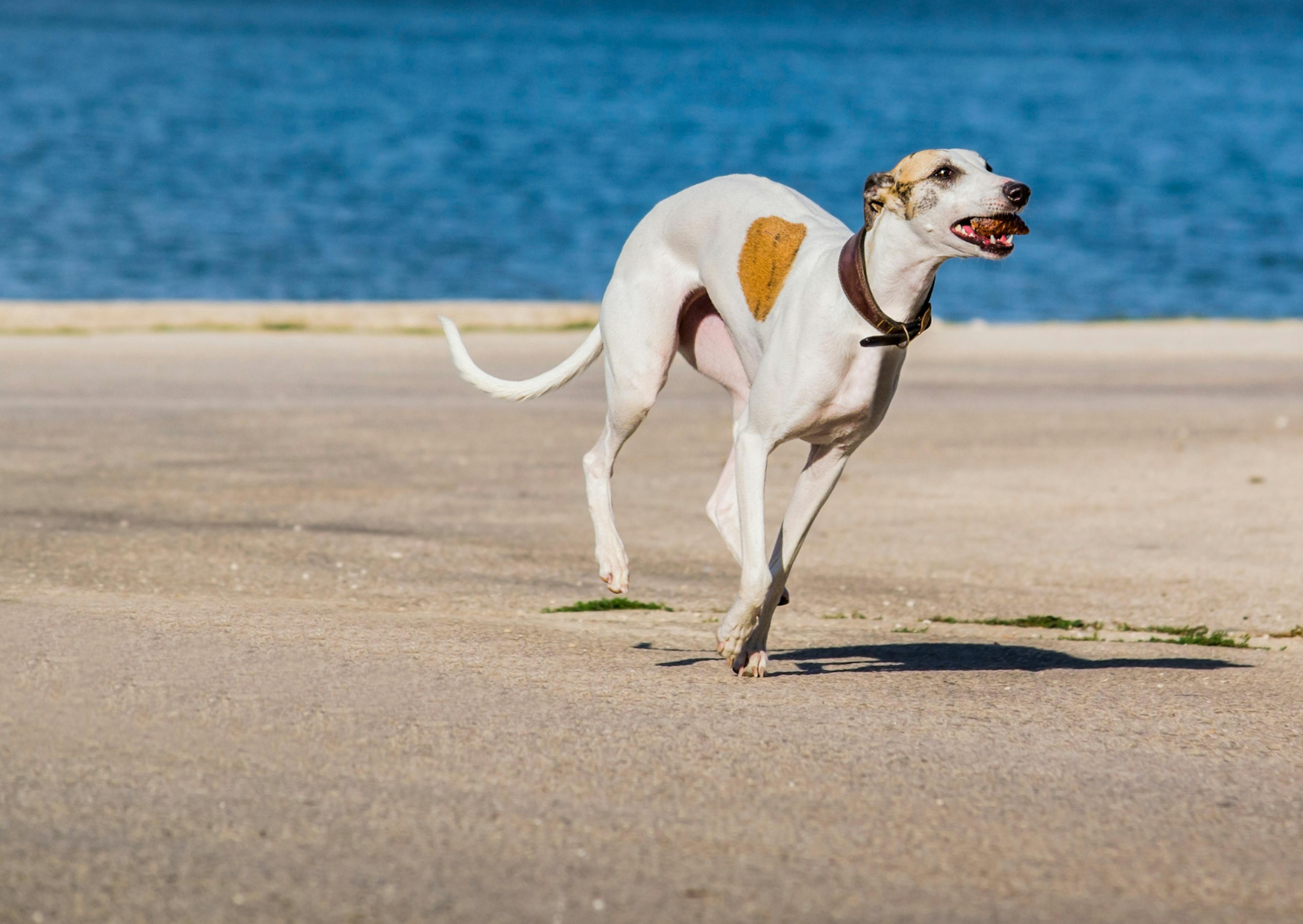 whippet qui court sur la plage