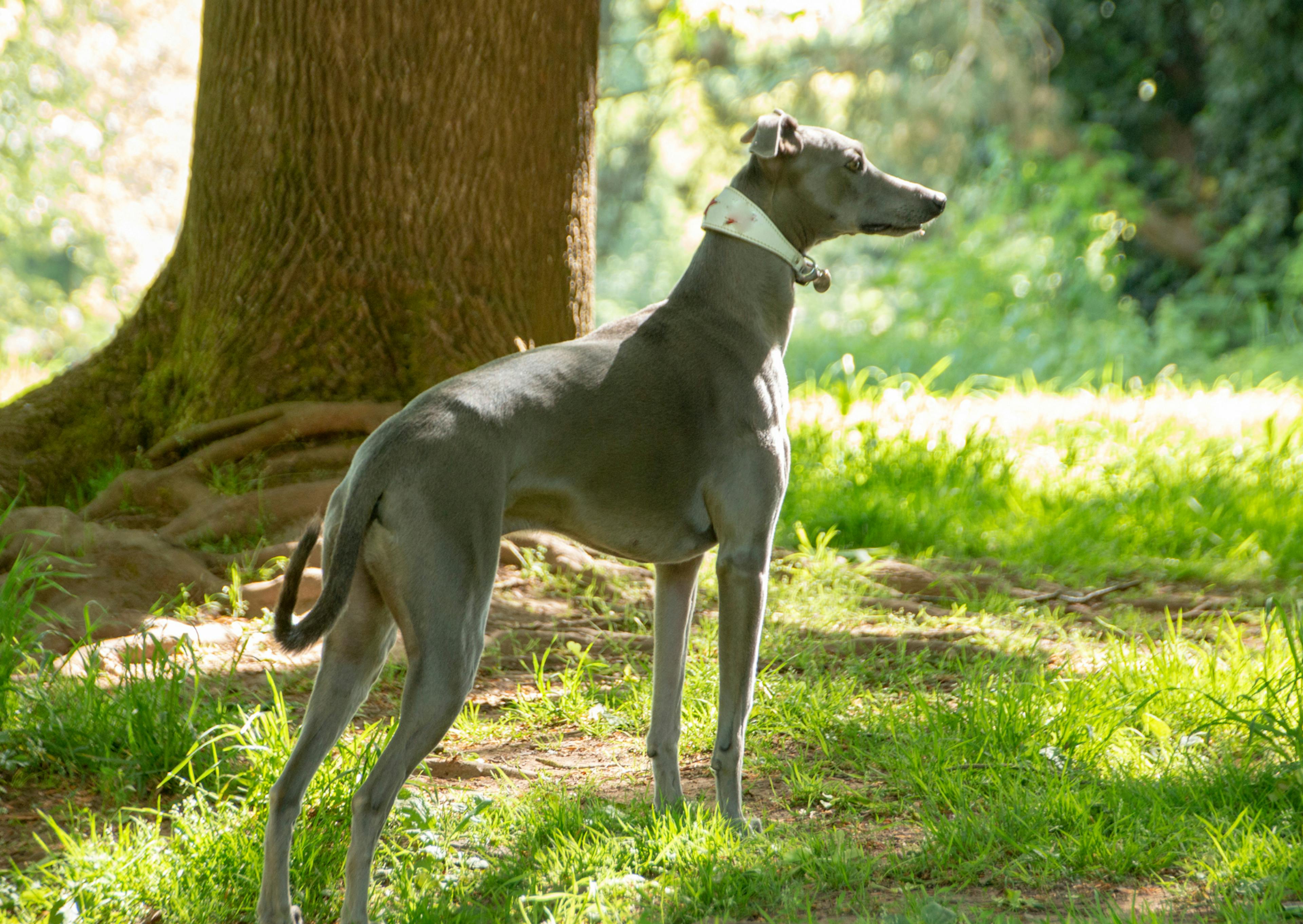 whippet dans la forêt qui regarde au loin avec un bandana autours du cou