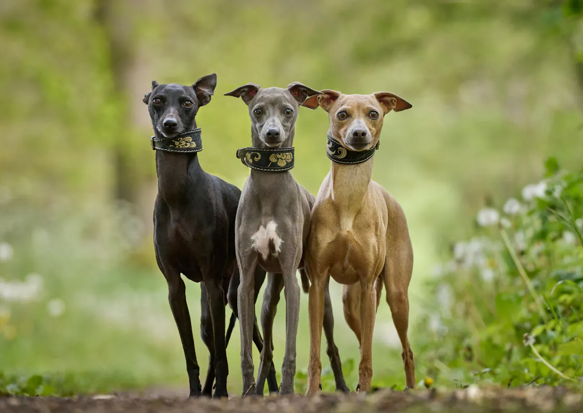 3 whippet dans la fôret attentifs
