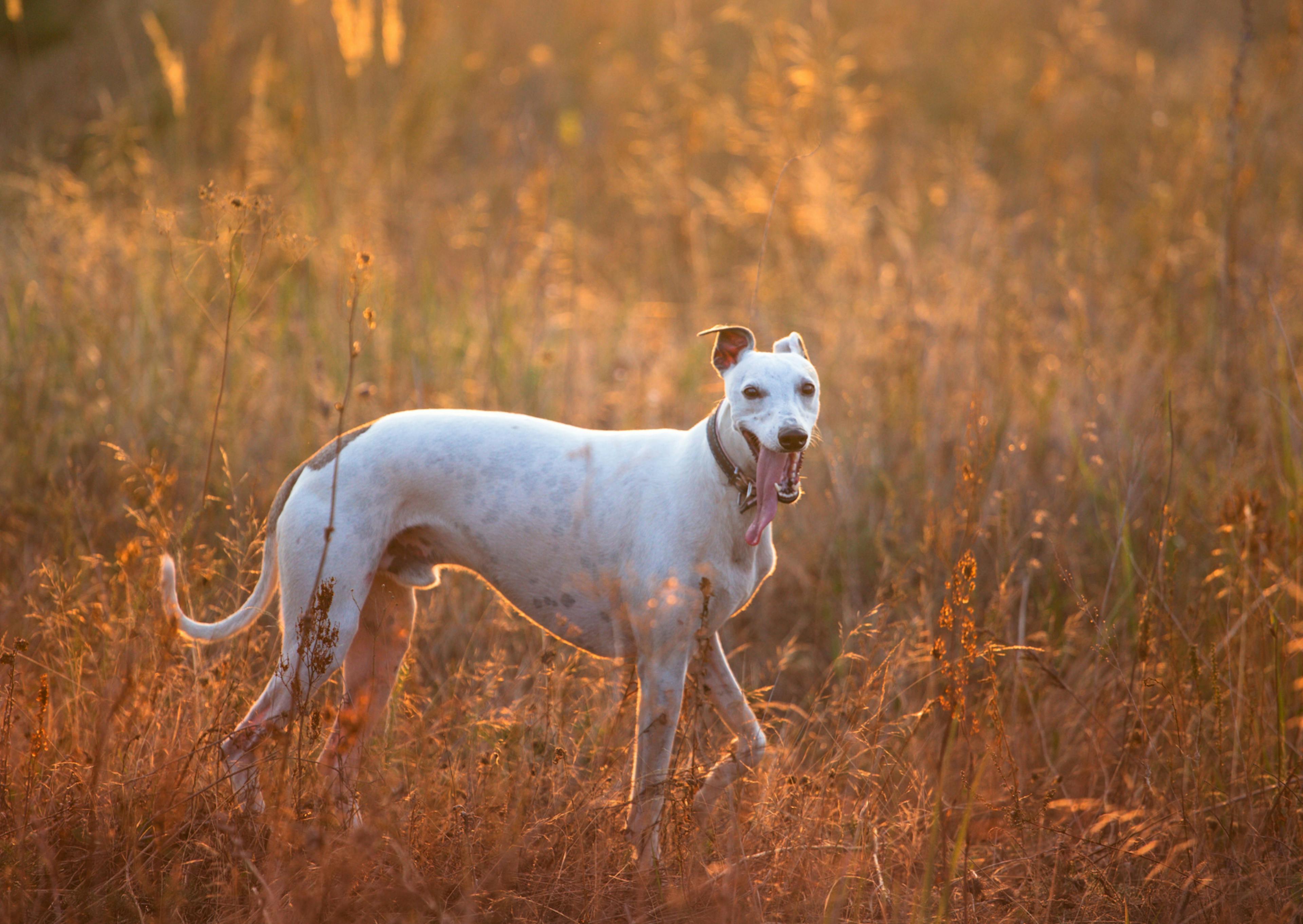 whippet blanc qui regarde l'objectif en tirant la langue