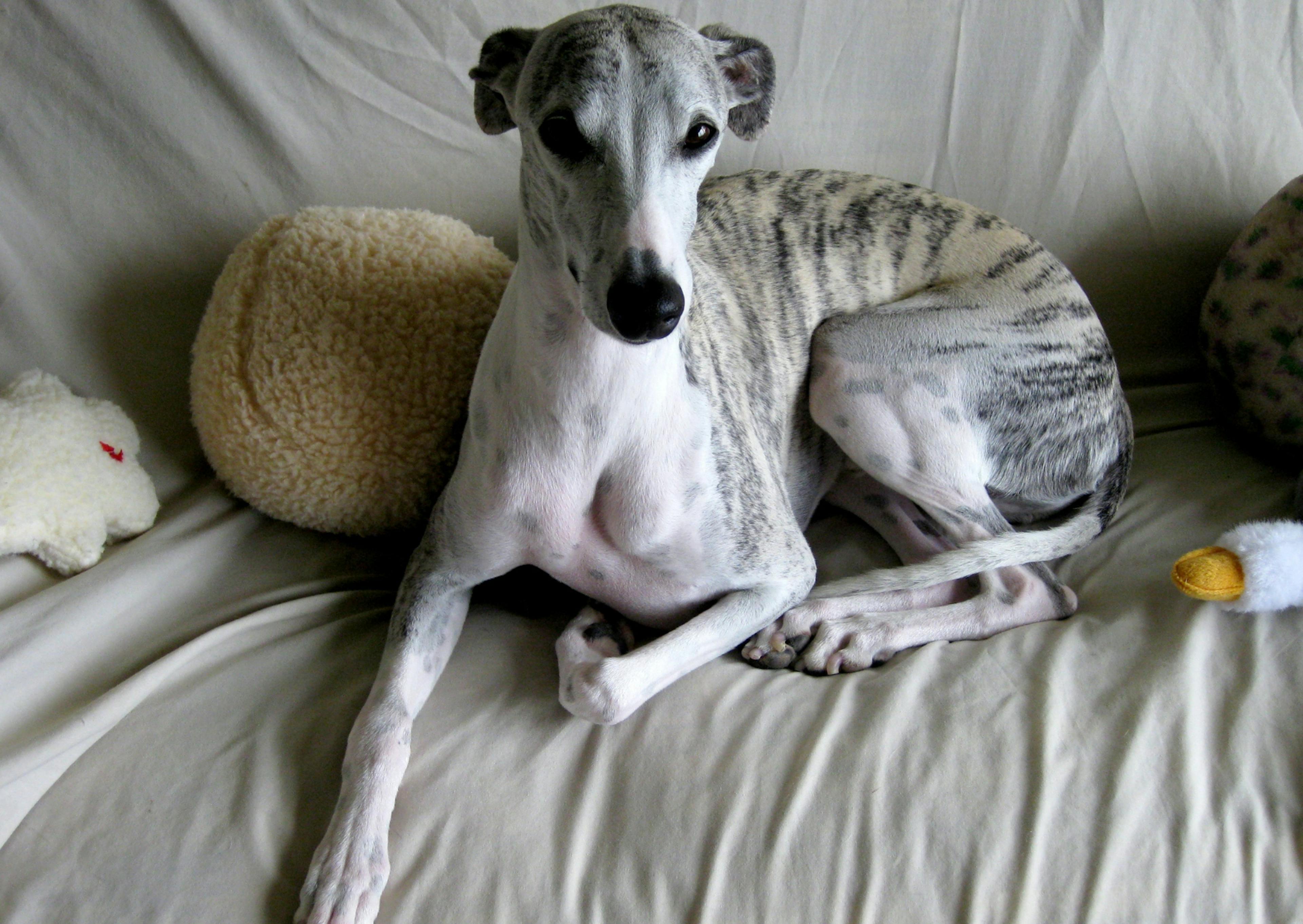 whippet couché avec des jouets autours de lui