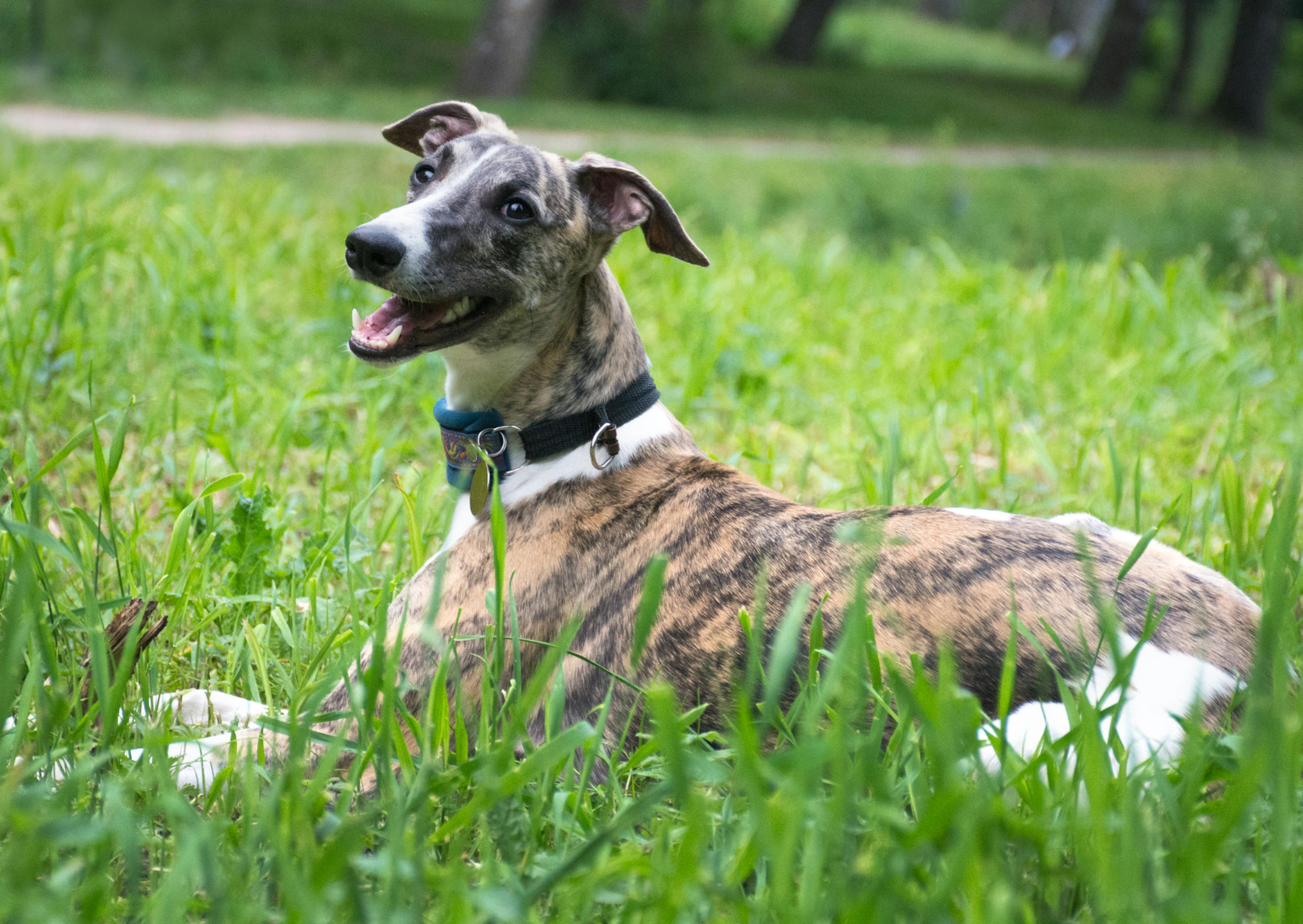 whippet couché dans l'herbe, il regarde au loin et tire la langue