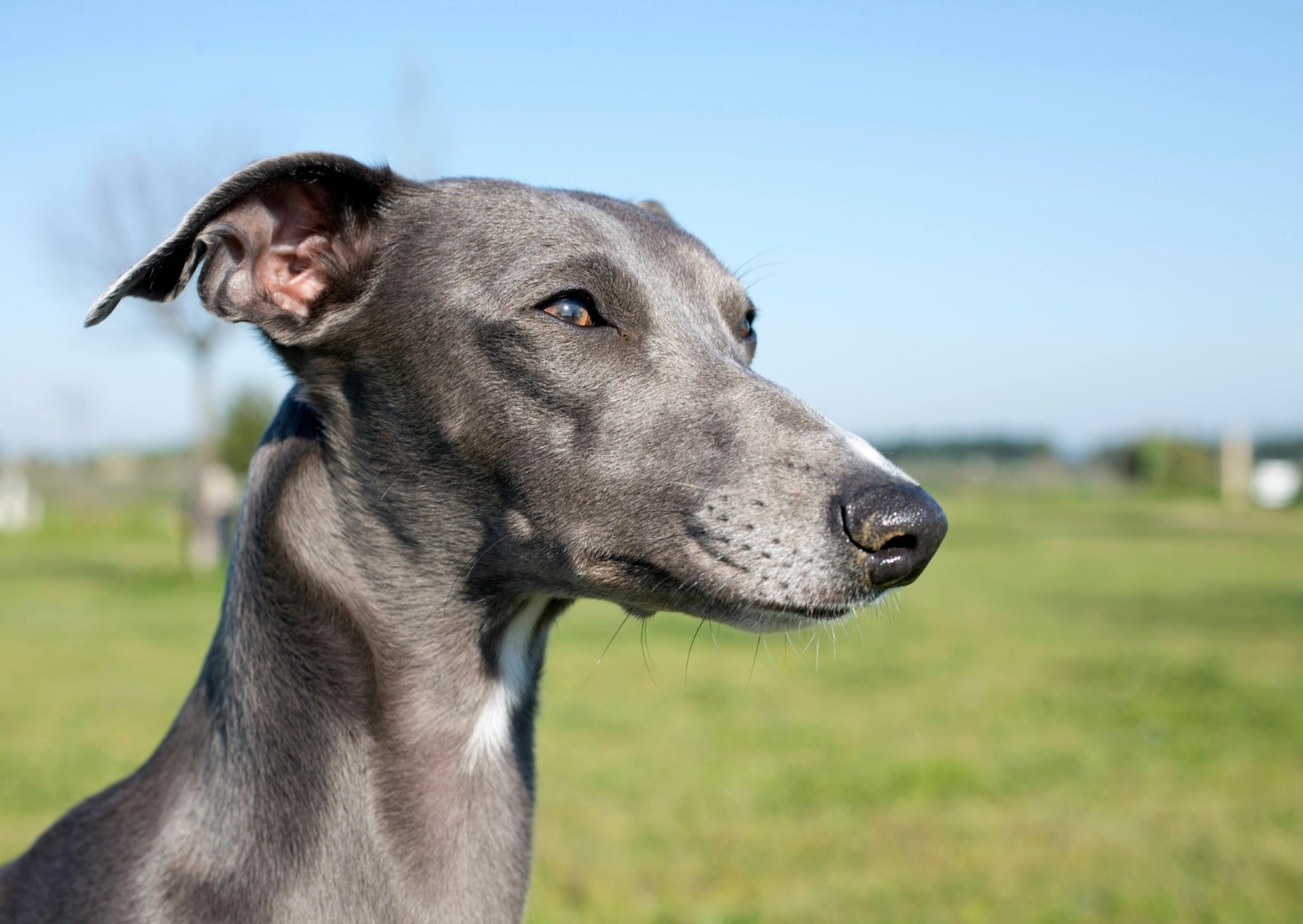 whippet qui regarde au loin