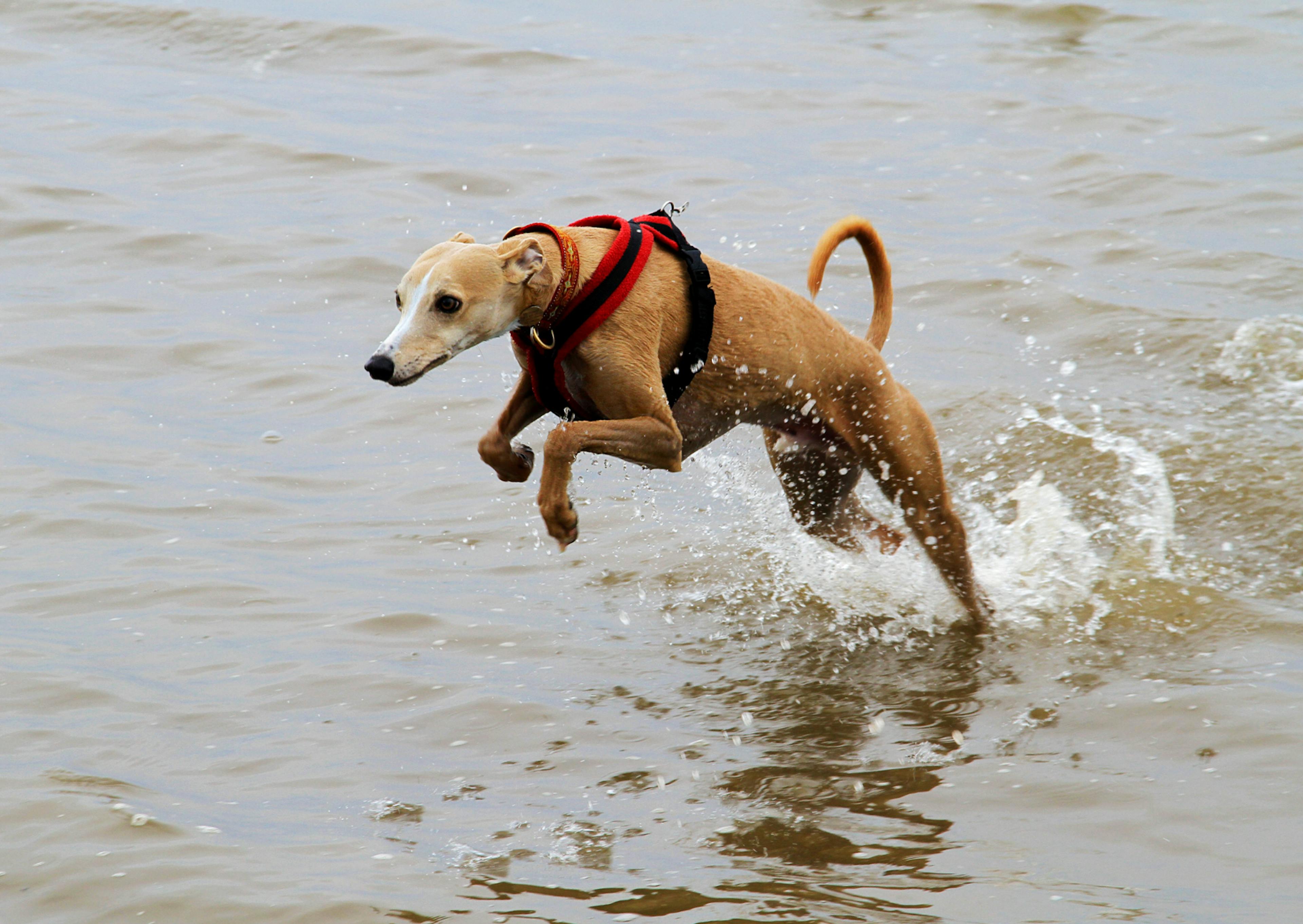 whippet qui saute dans l'eau