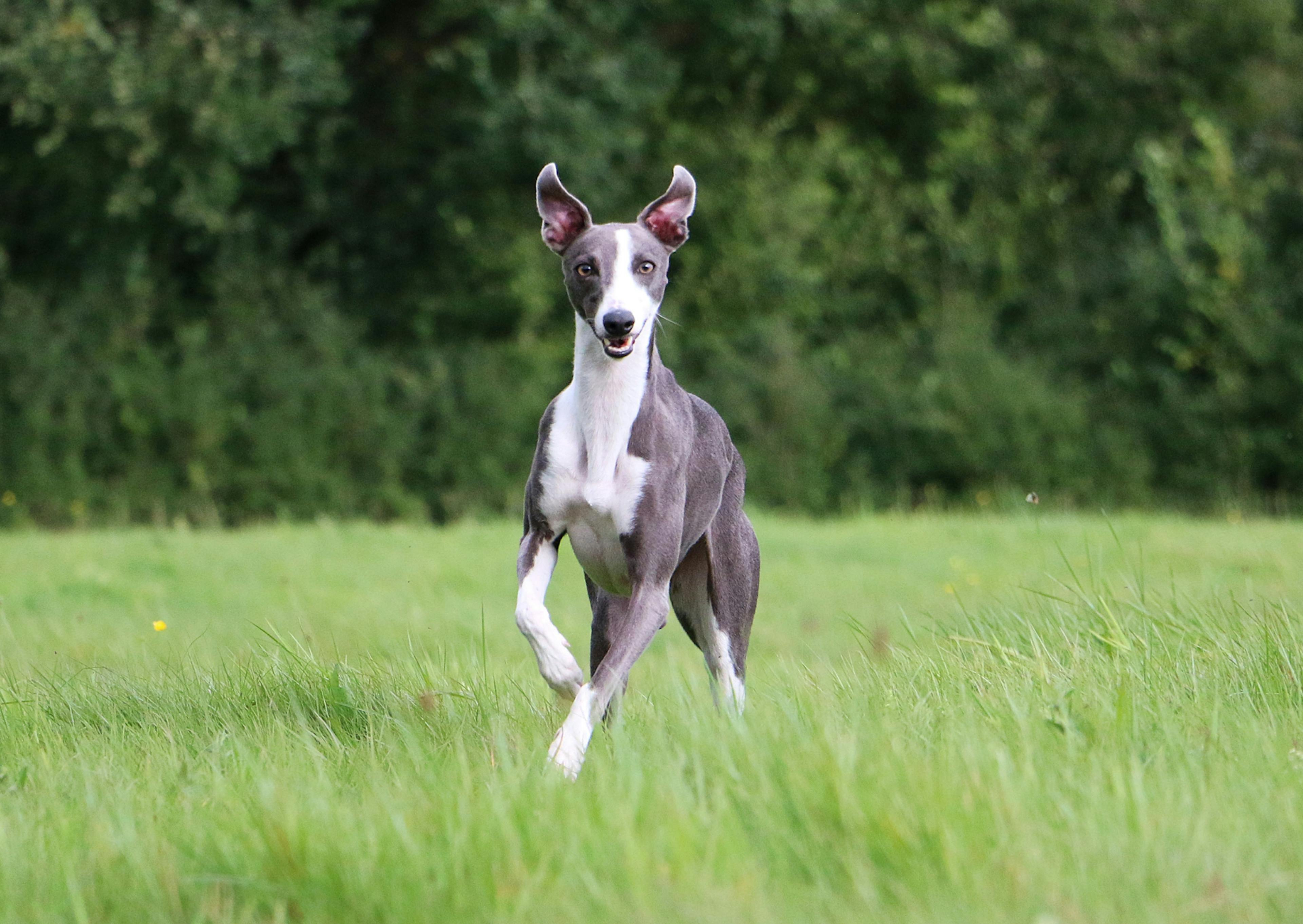 whippet qui court dans l'herbe