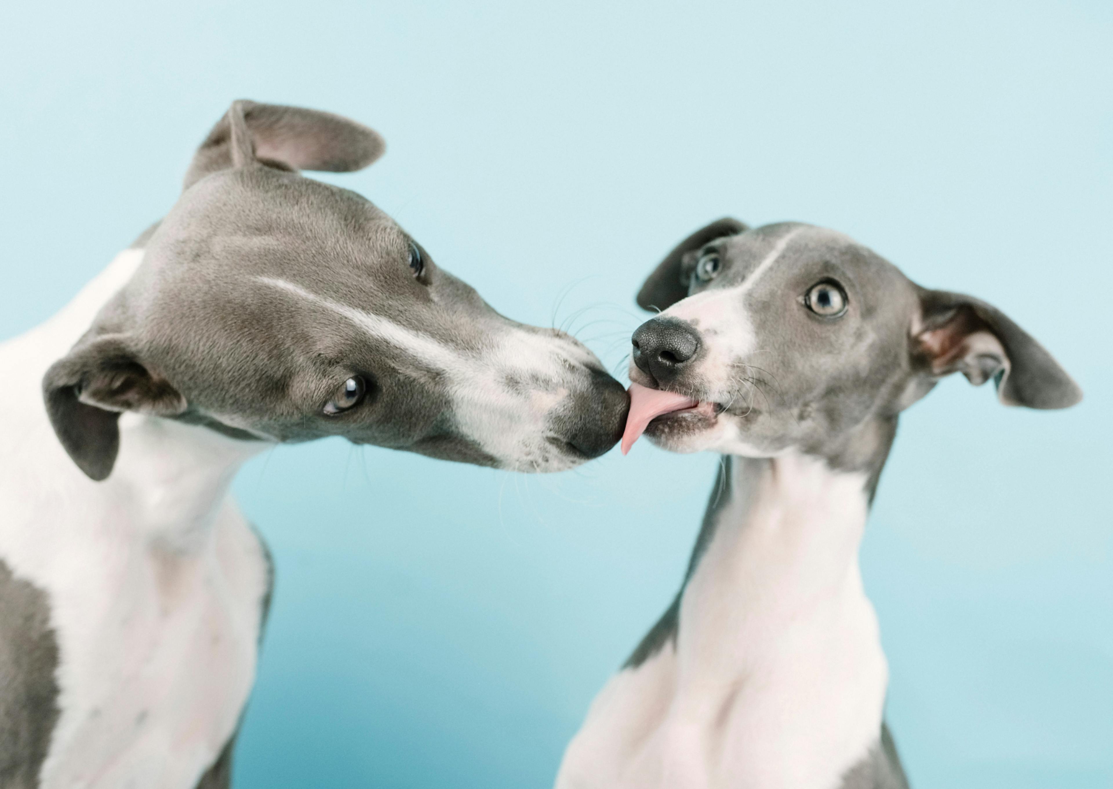 deux whippets qui se font un bisous