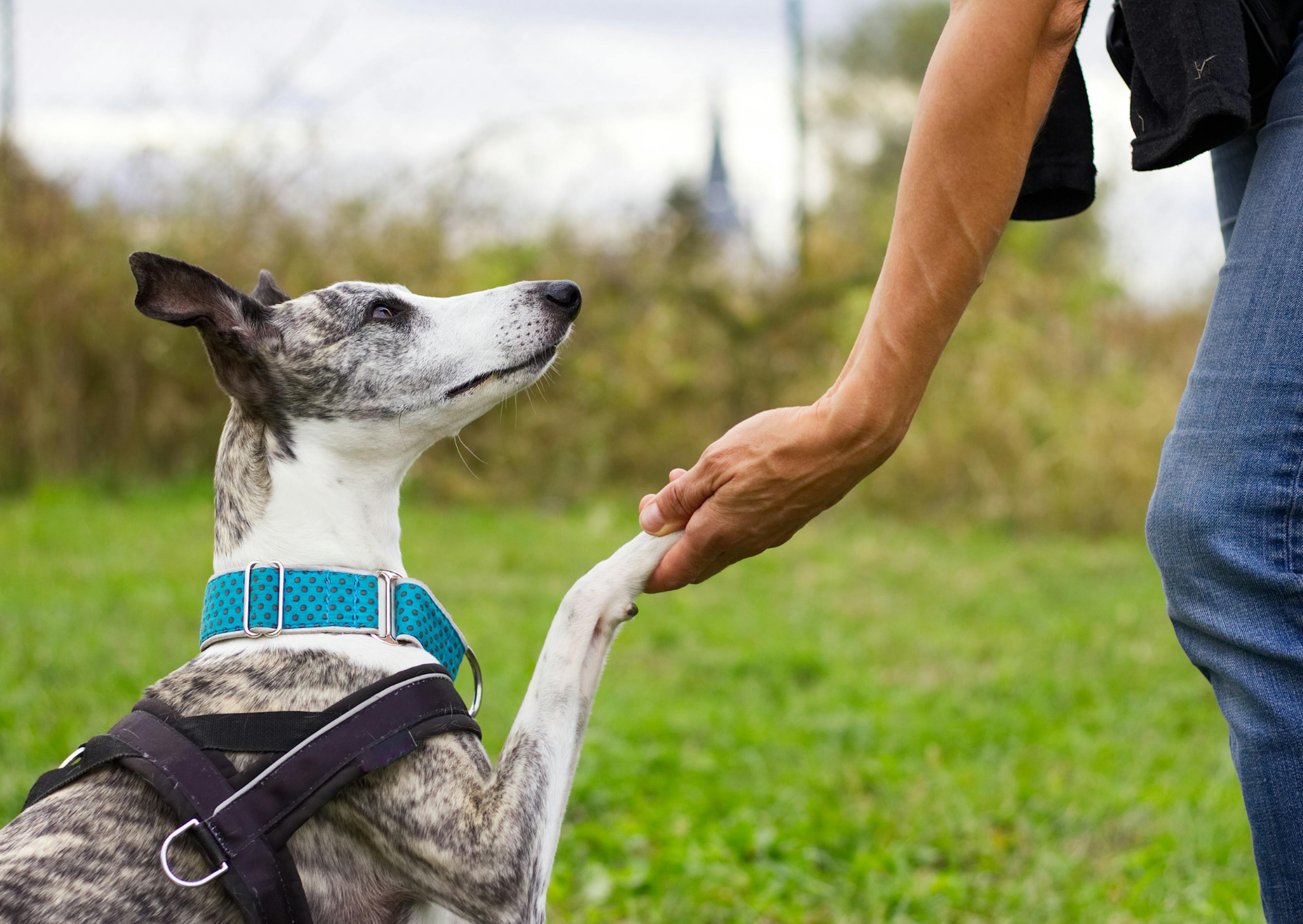 whippet qui donne la patte à son maître