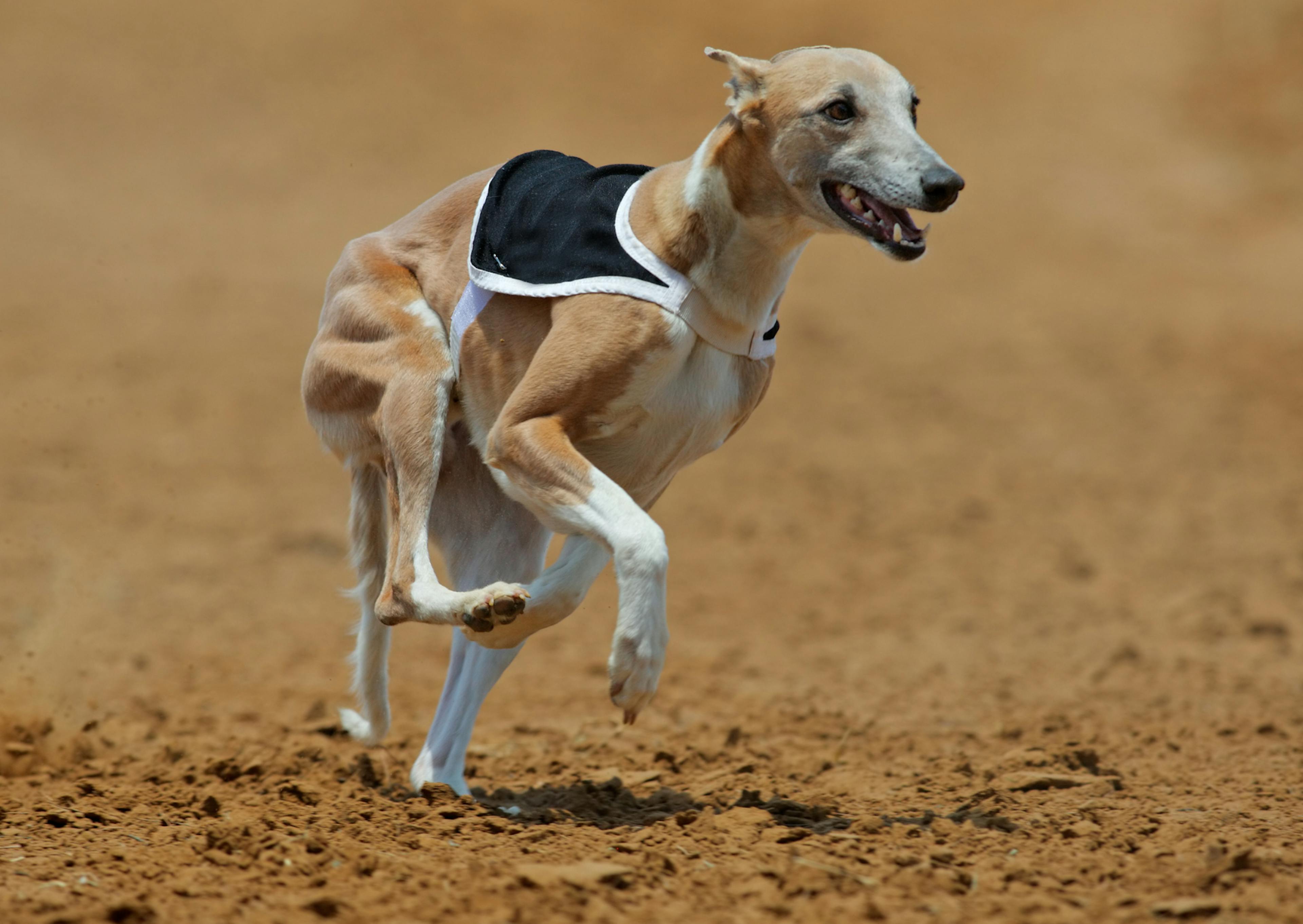 whippet qui court dans le sable