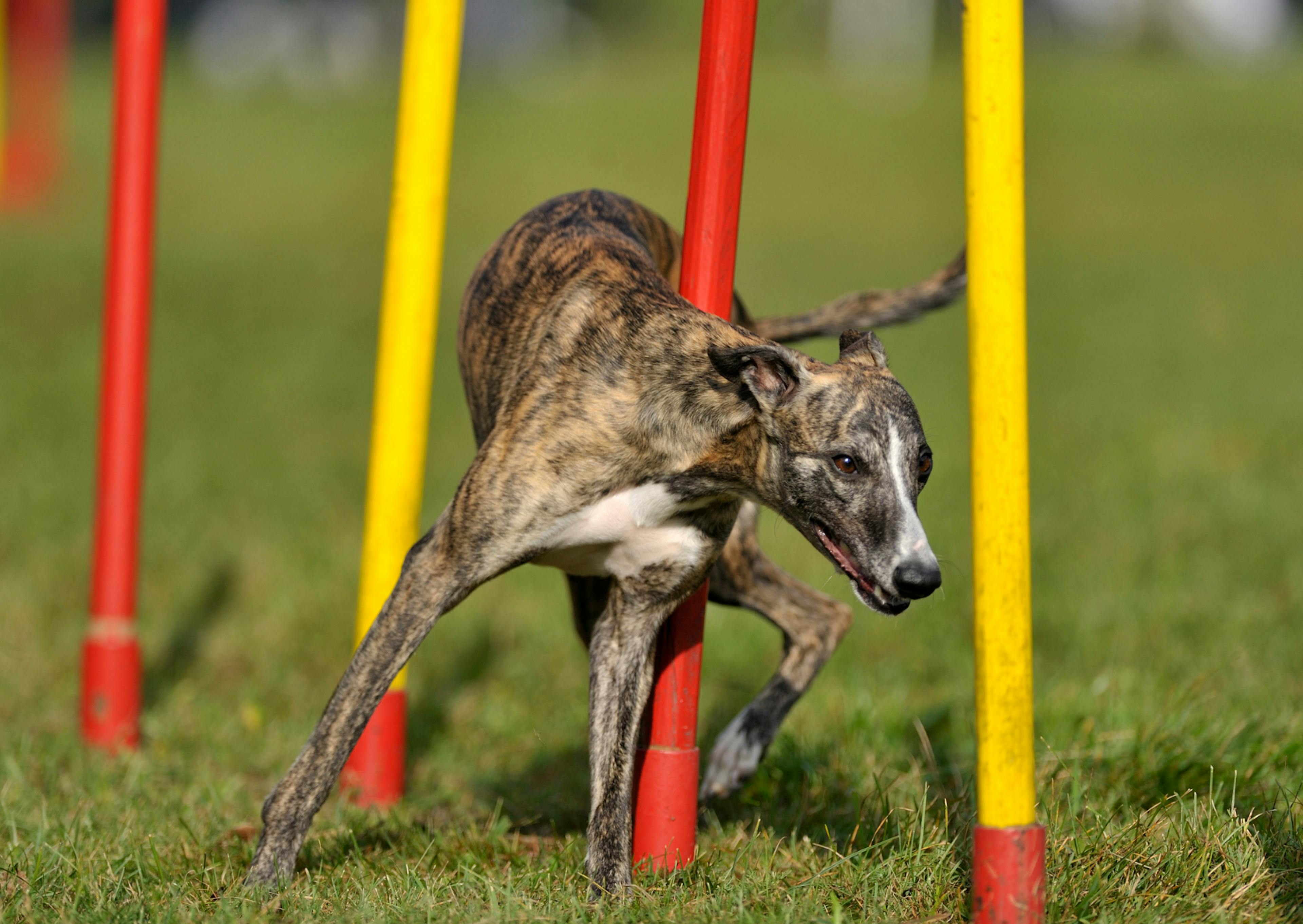 whippet qui fait un parcours de slalome