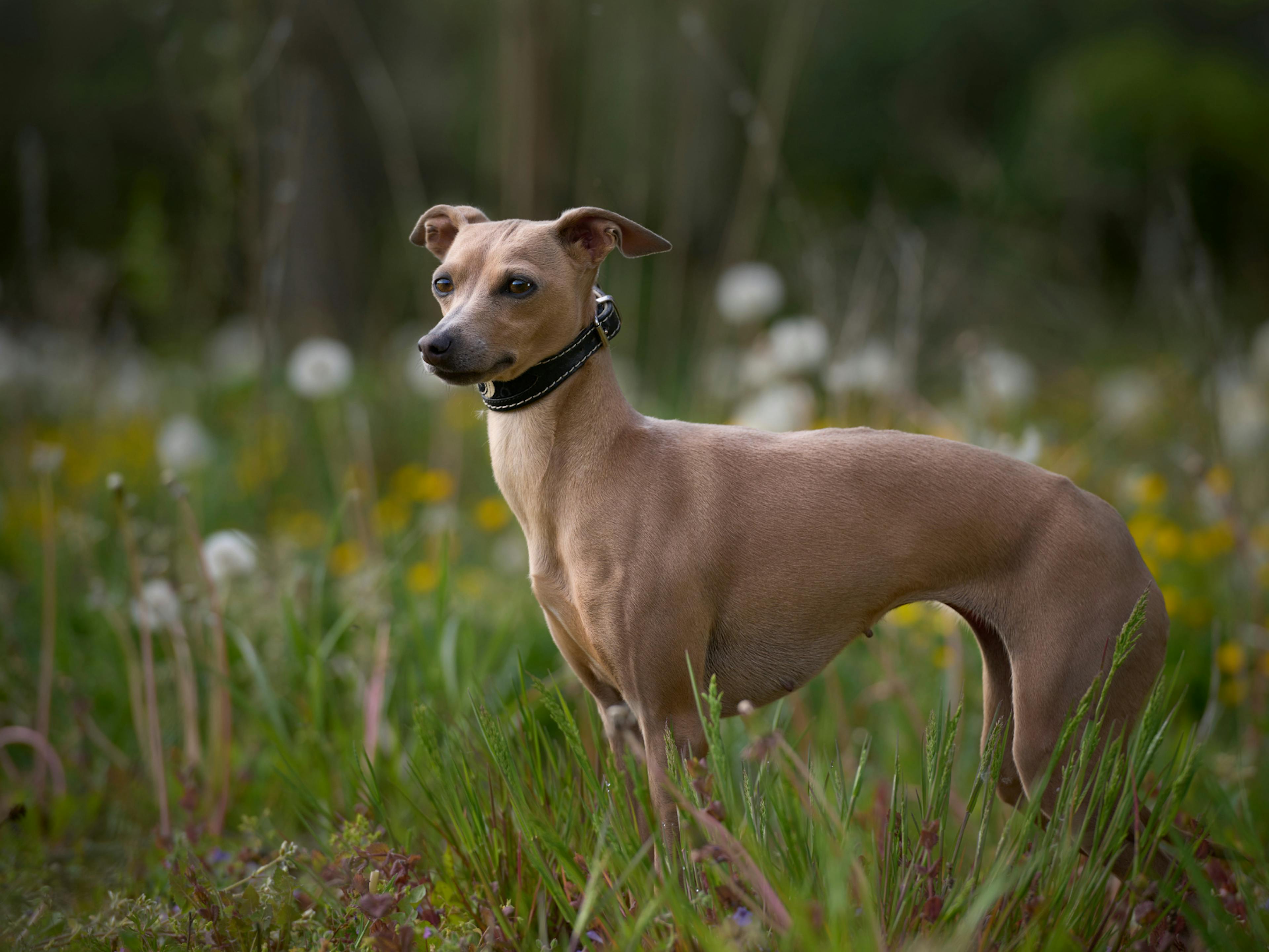 whippet qui regarde au loin et debout dans l'herbe