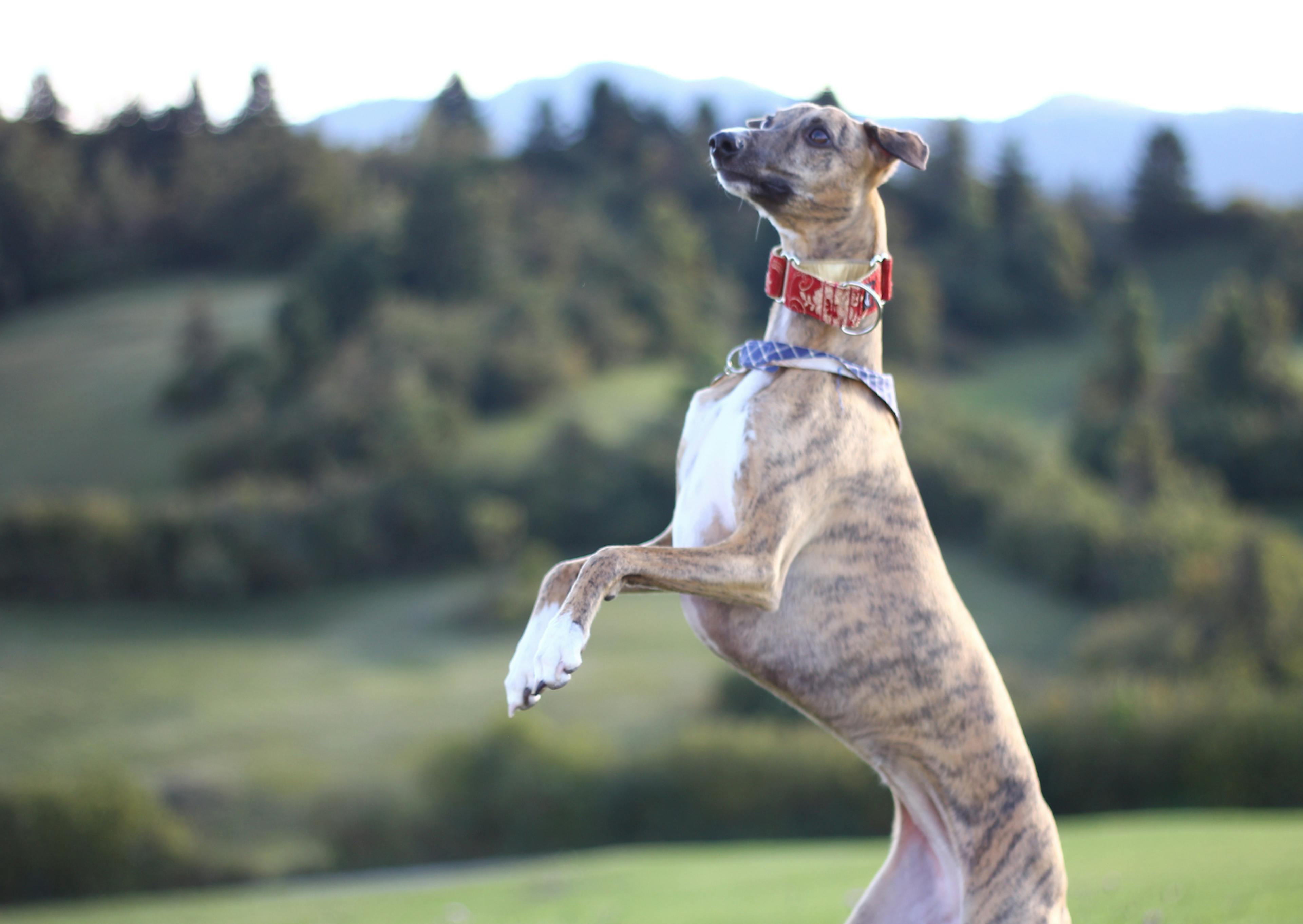 whippet debout avec un collier rouge