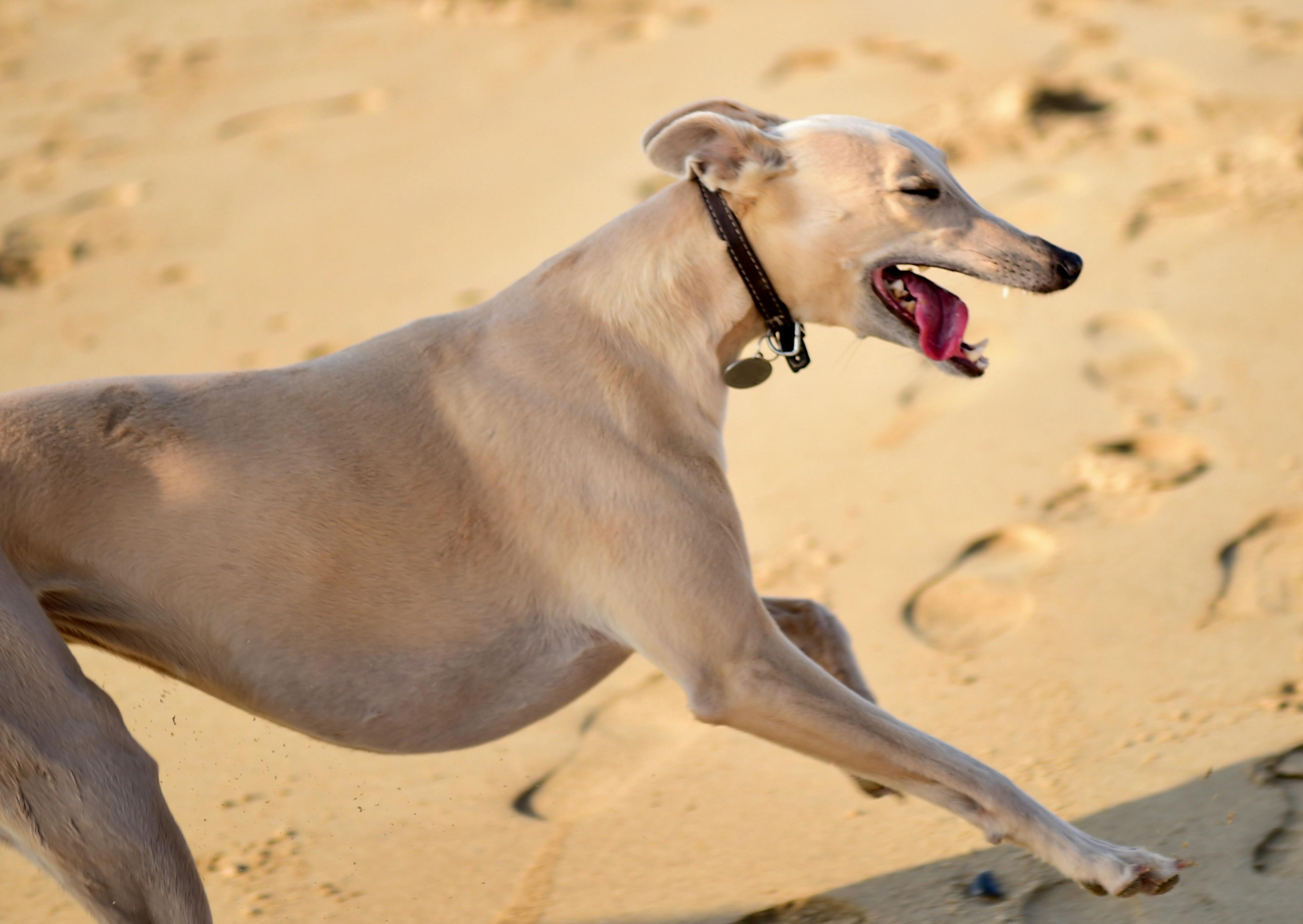 whippet qui tire la langue dans le sable