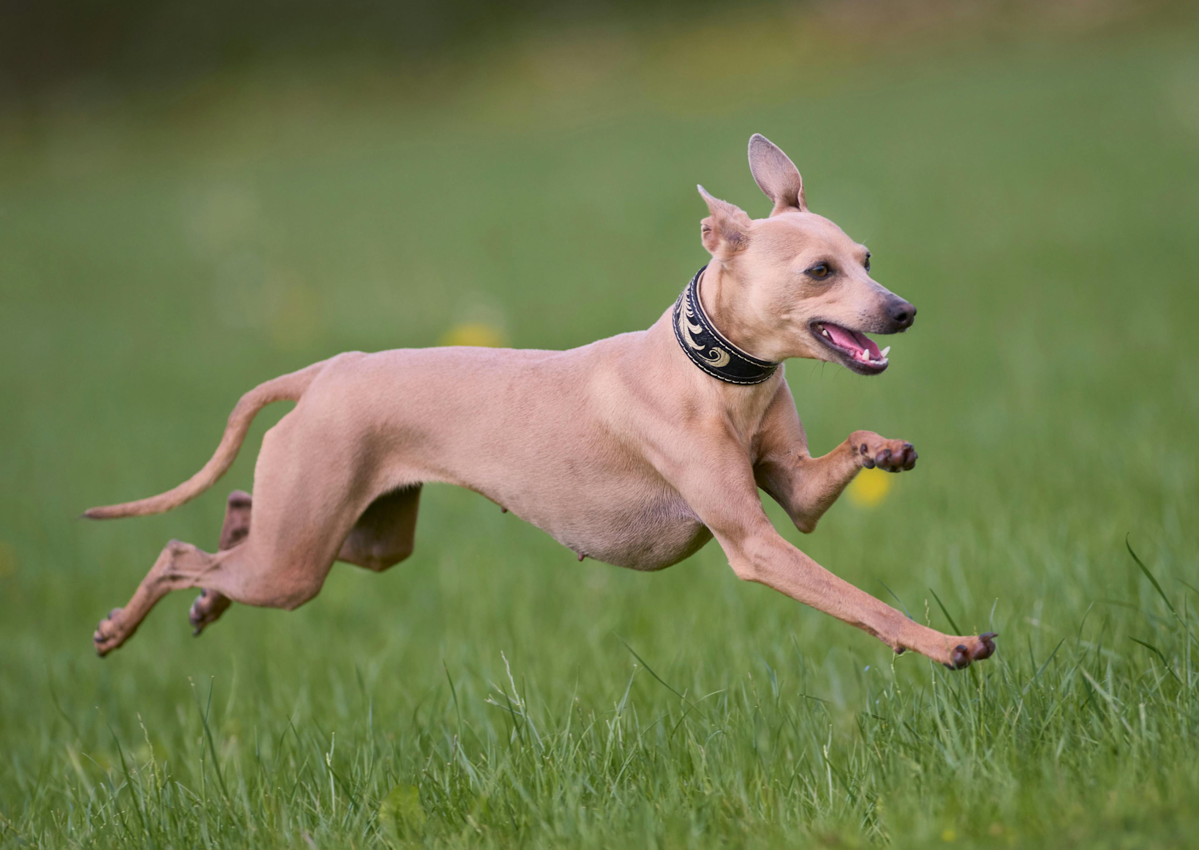 whippet dans l'herbe qui court rapidement