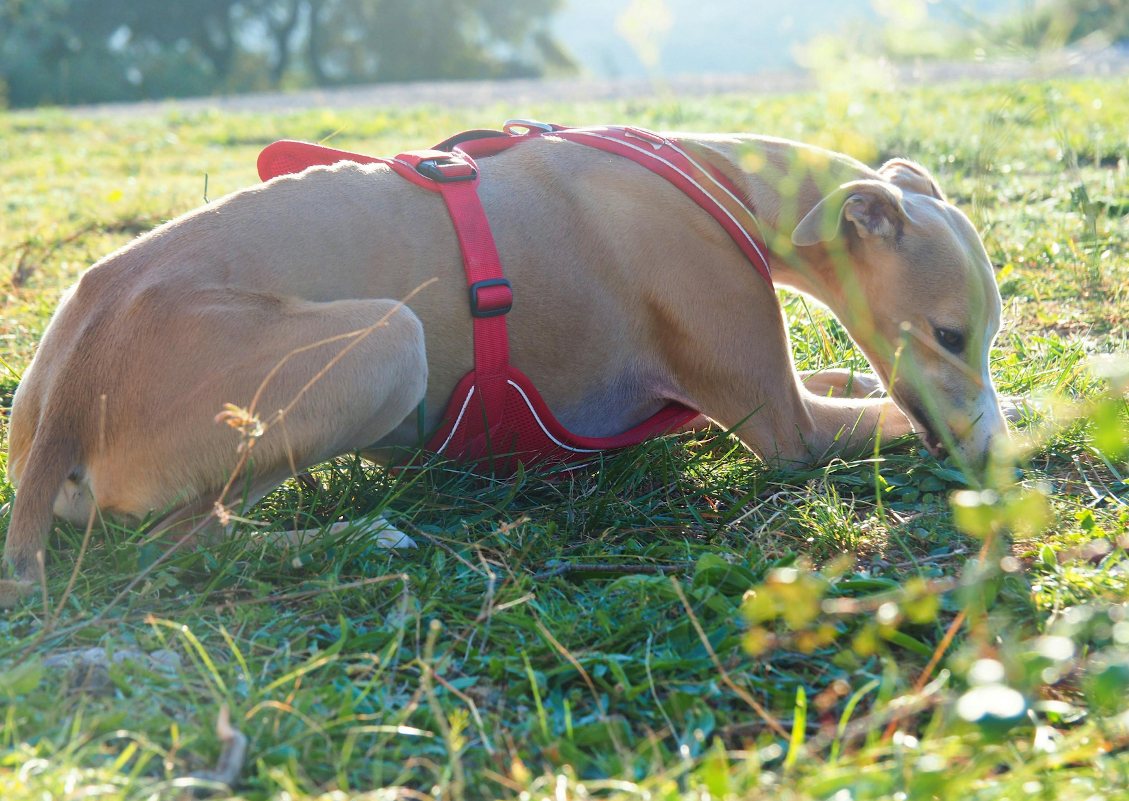 whippet couché dans l'herbe et mange de l'herbe