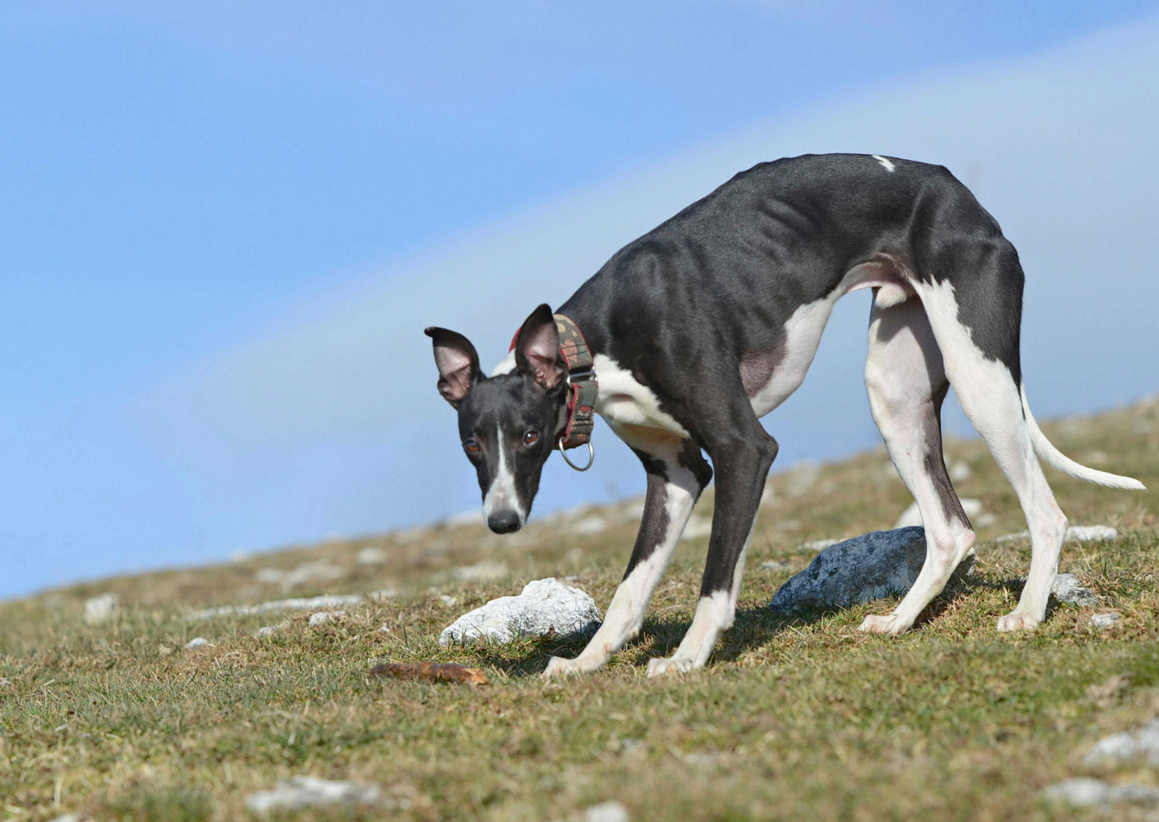 whippet attentif qui baisse la tête dans la nature