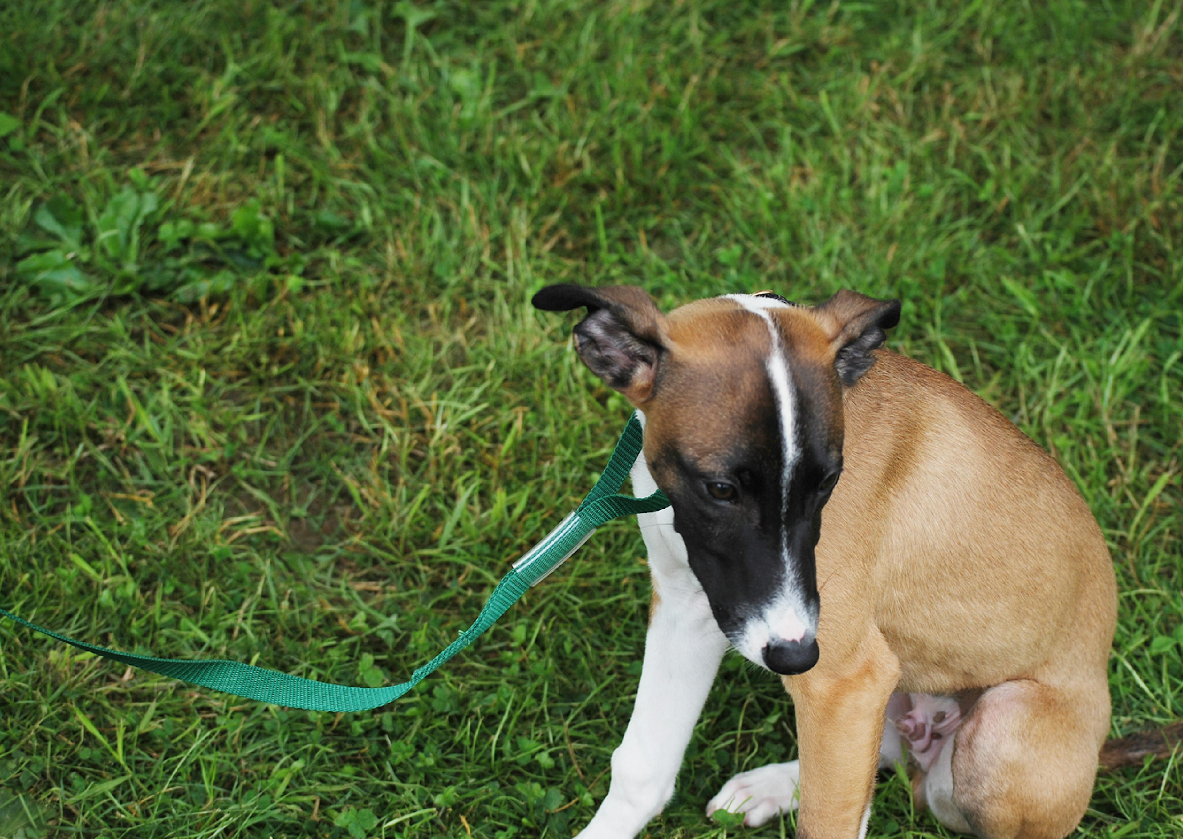 jeune chiot whippet assis dans l'herbe