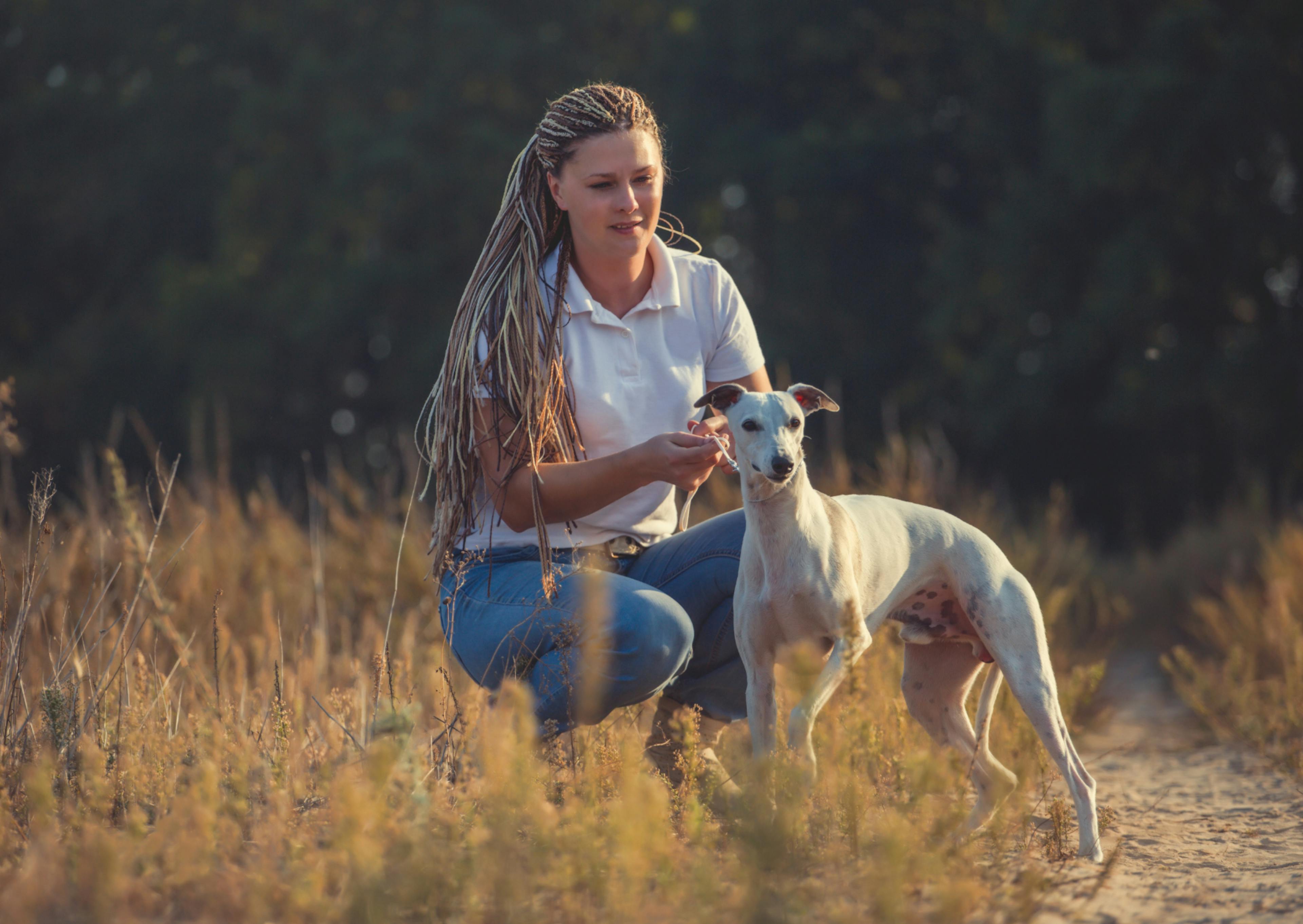 whippet avec sa maitresse qui regarde au loin